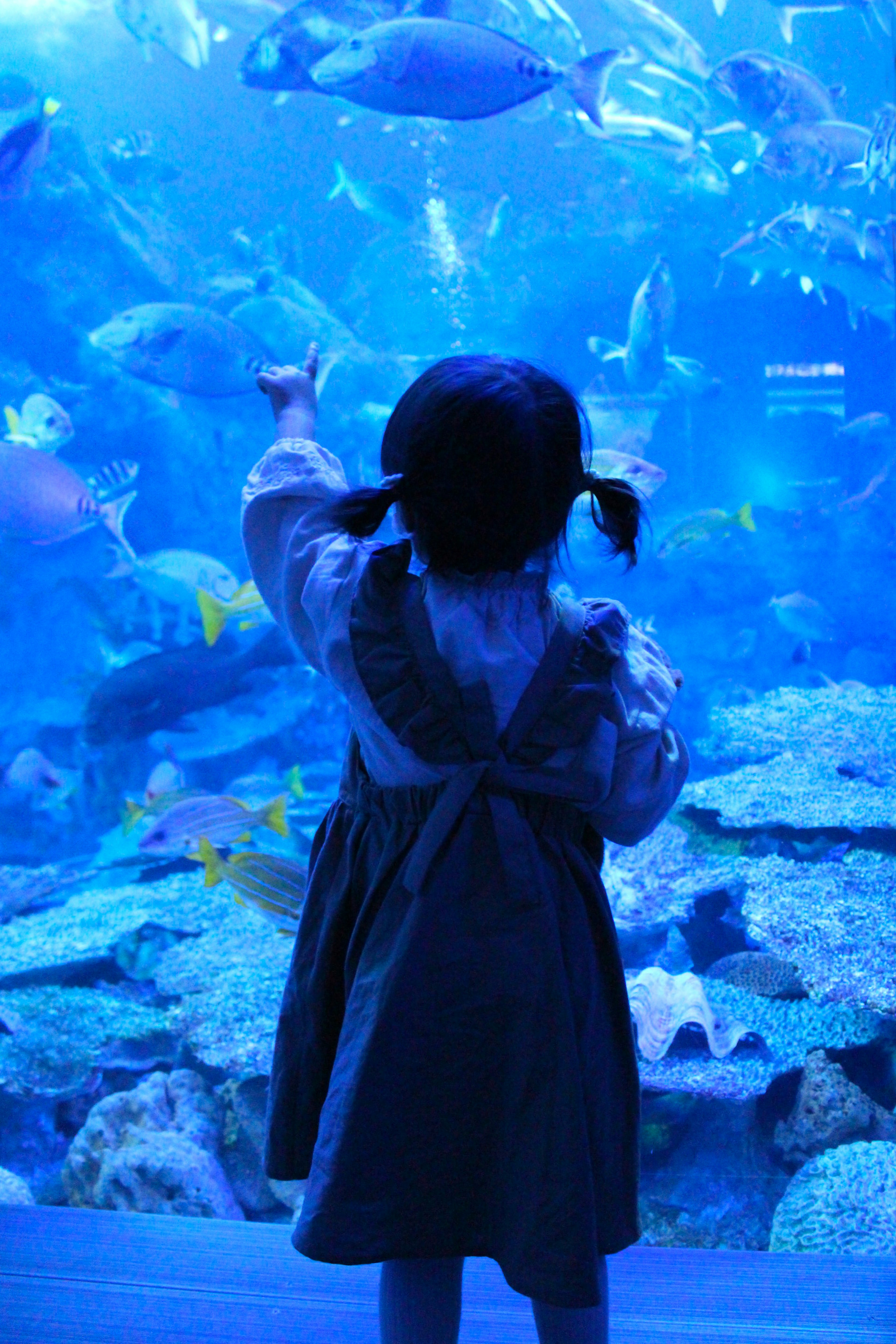 Enfant pointant des poissons colorés dans un aquarium bleu