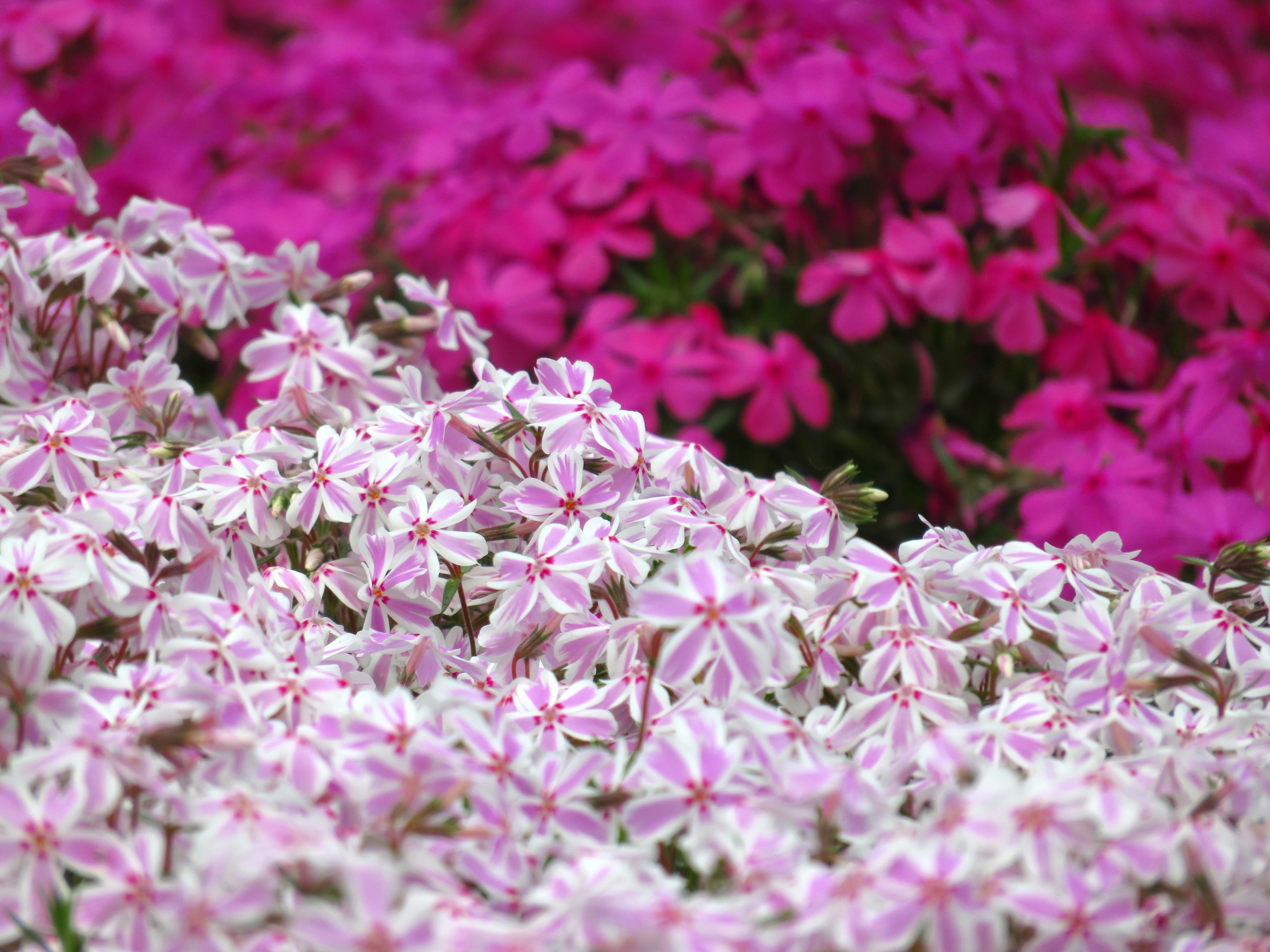 ดอกไม้สดใสในเฉดสีชมพูและขาวเบ่งบานด้วยกัน