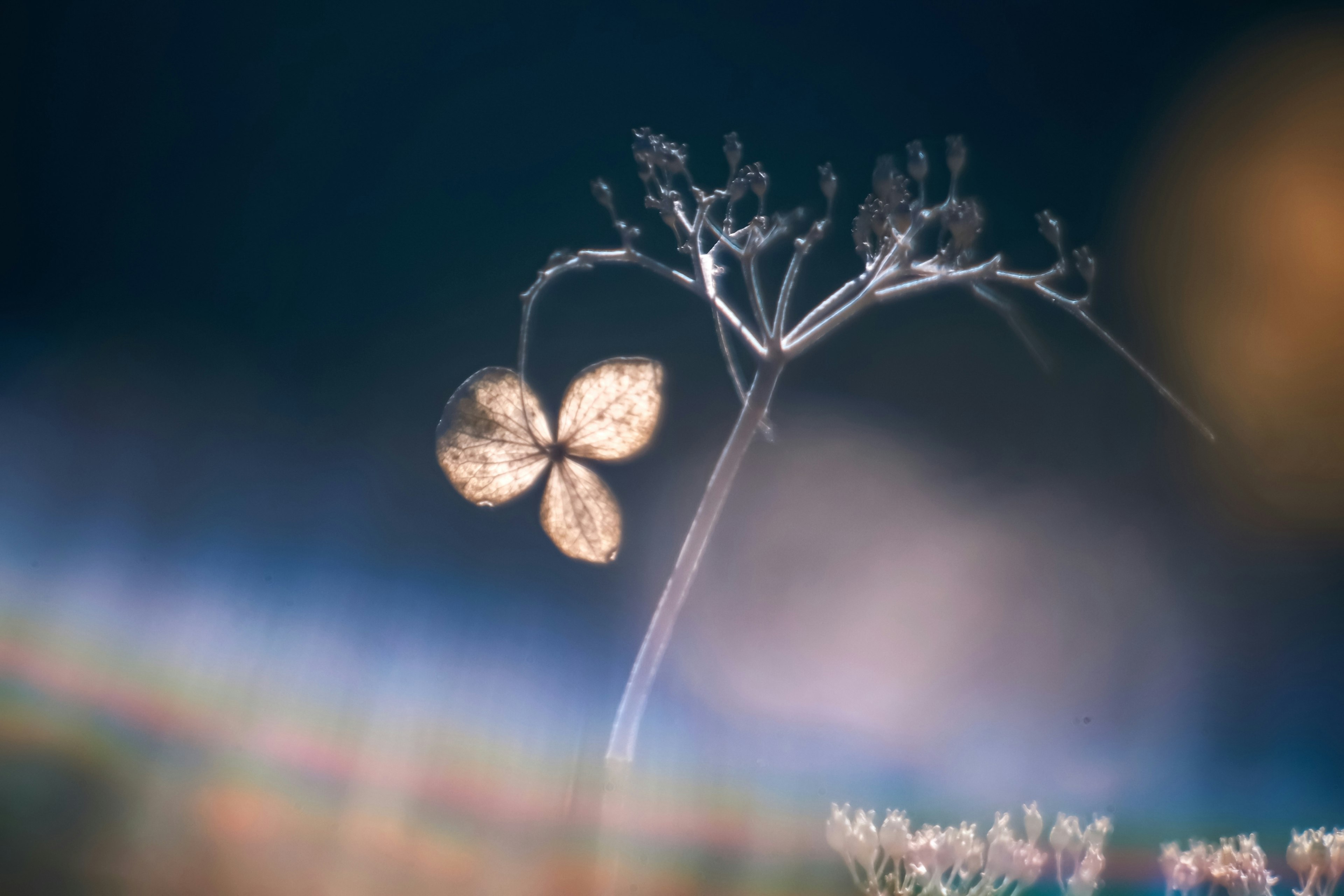 Tige de fleur délicate avec un fond de couleur douce