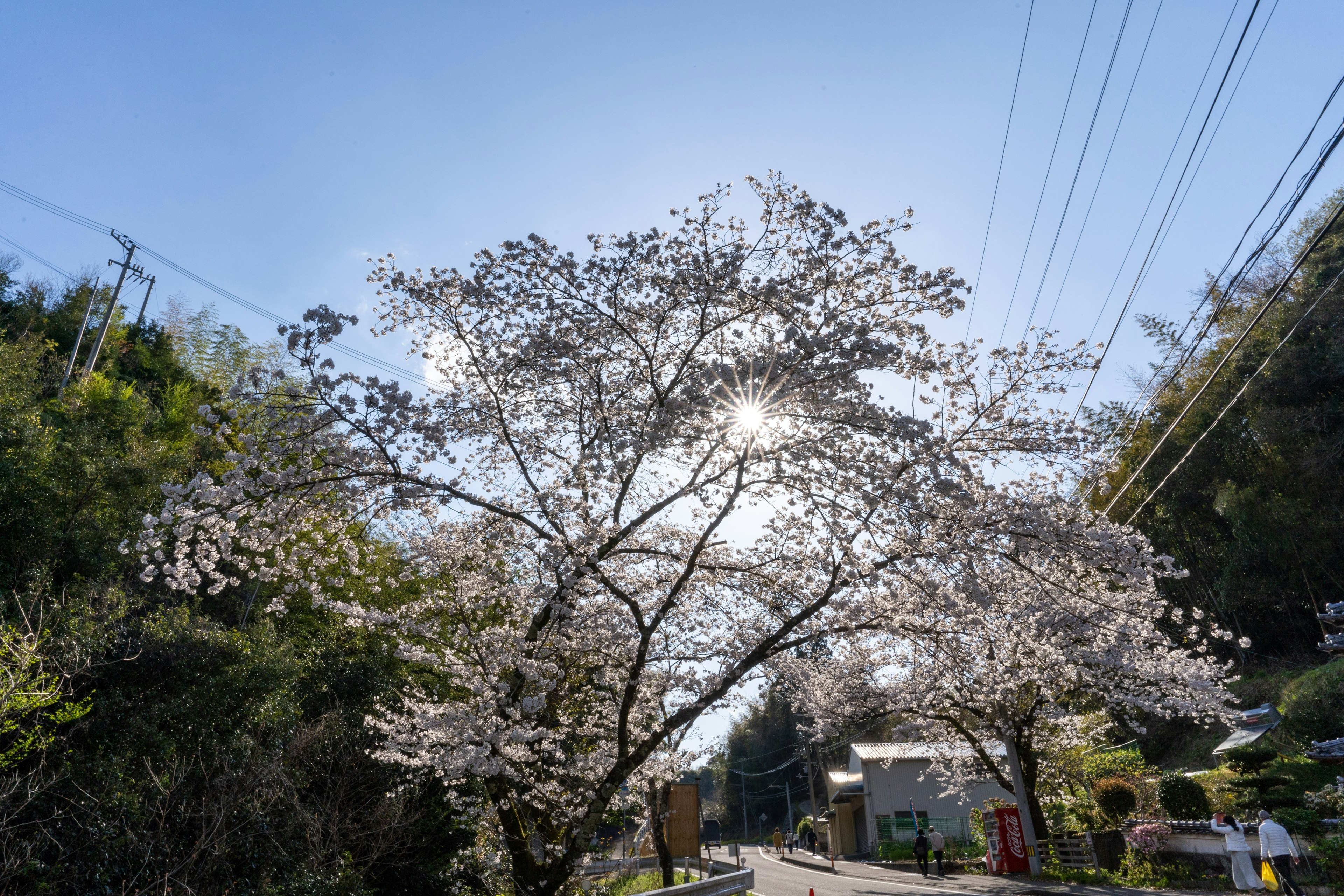 明るい空の下に咲く桜の木と周囲の風景