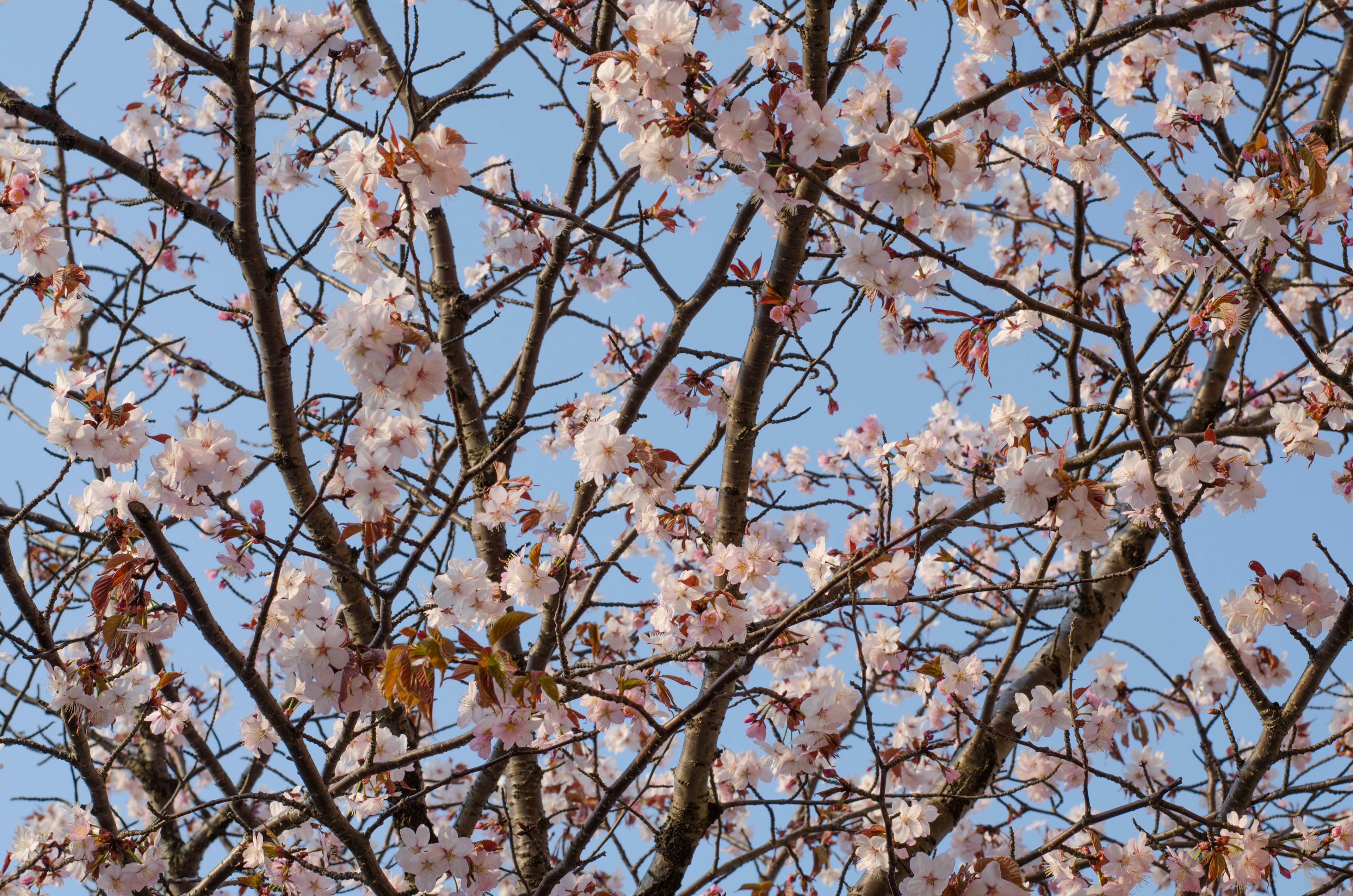 桜の花が咲く木の枝が青空の下に広がる