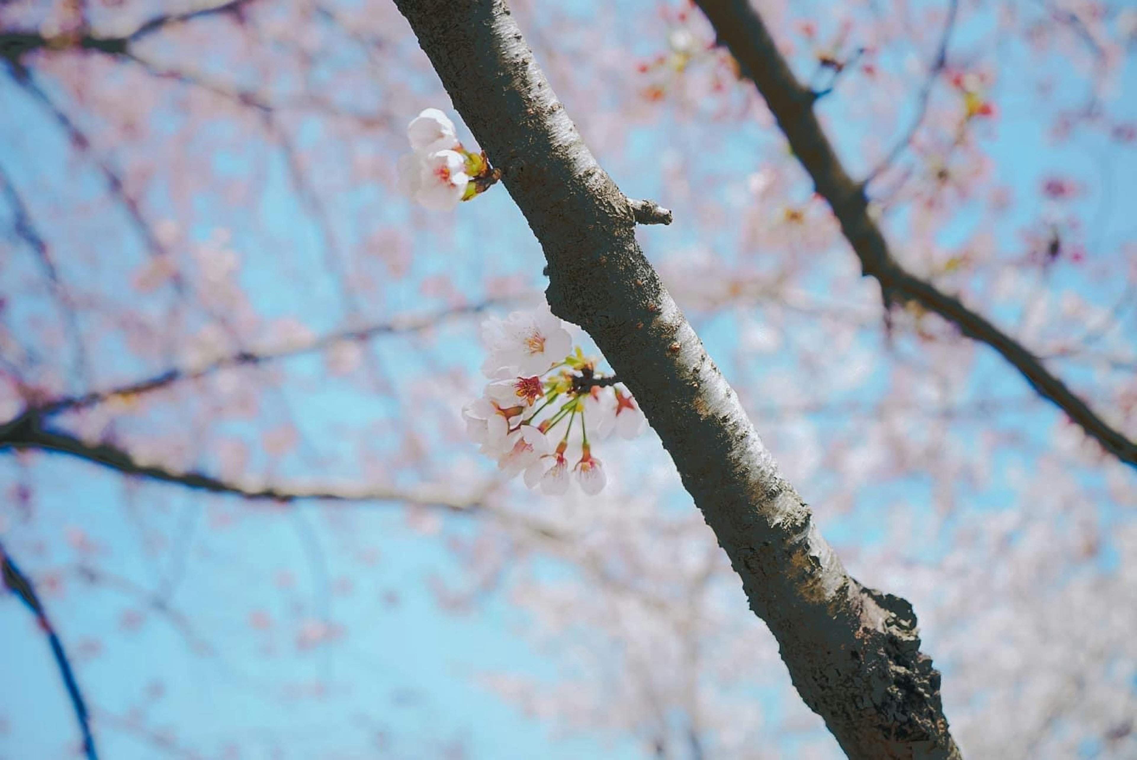 Nahaufnahme von Kirschblüten und Zweig unter blauem Himmel