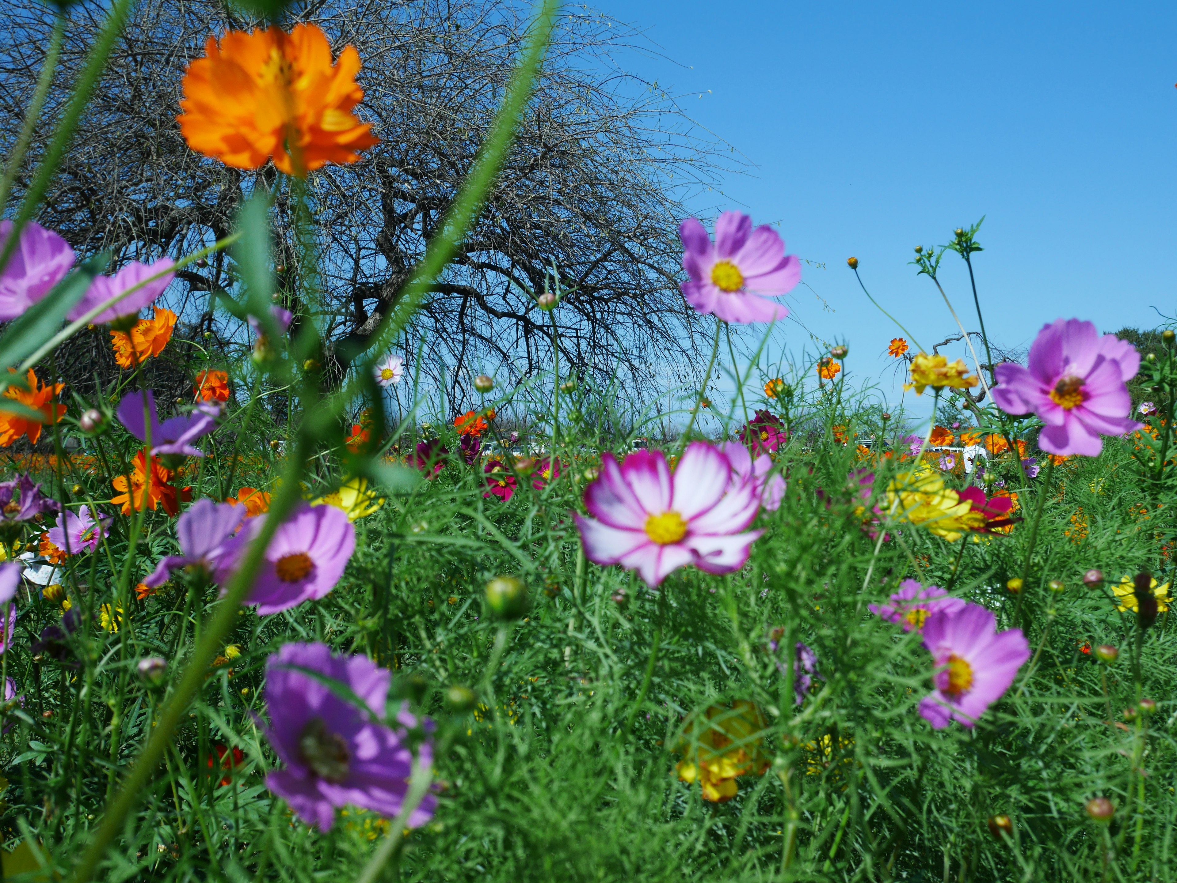 Vibrant field of flowers with pink and orange blossoms under a clear blue sky