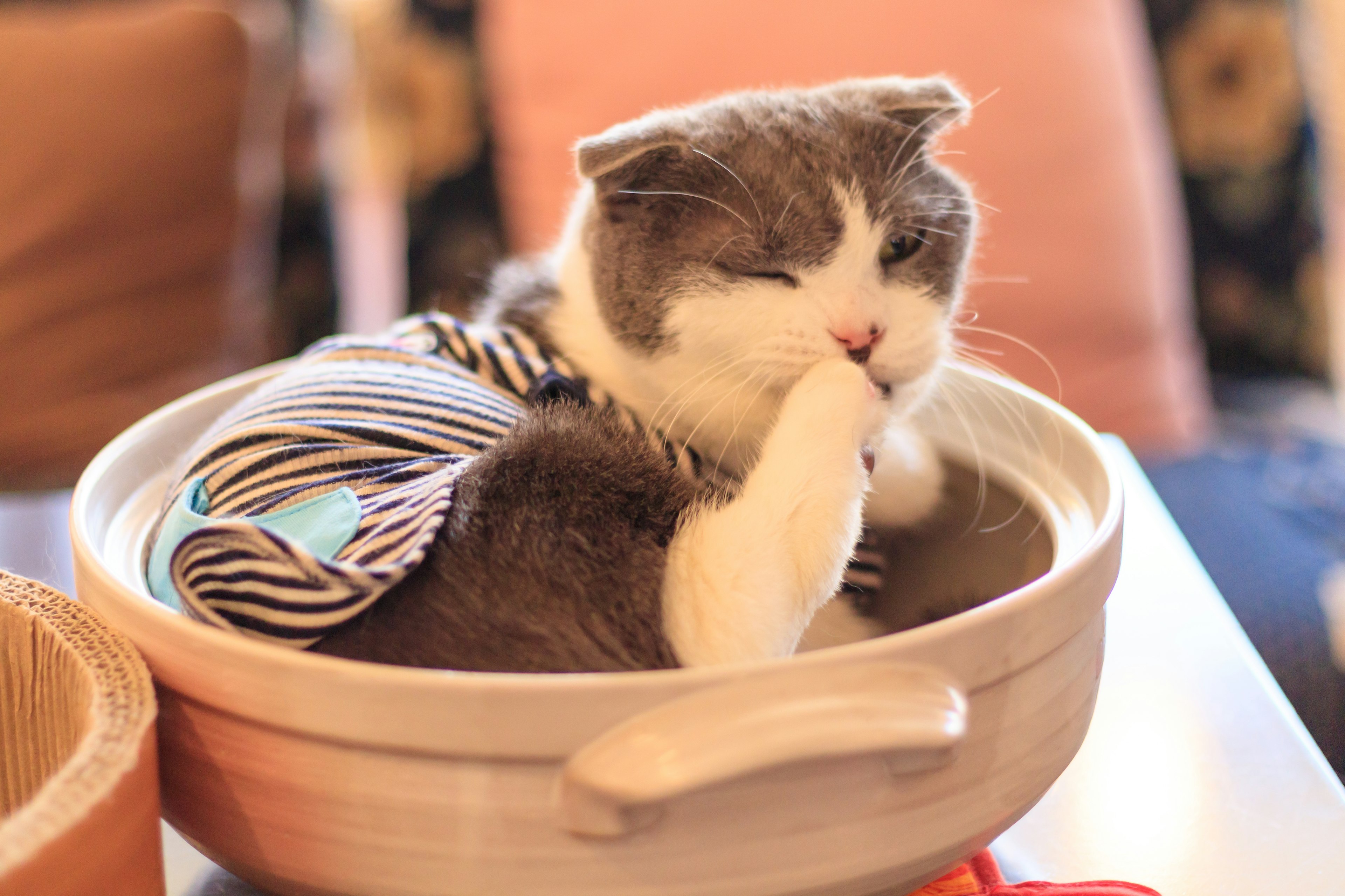 Un gato relajándose en una olla