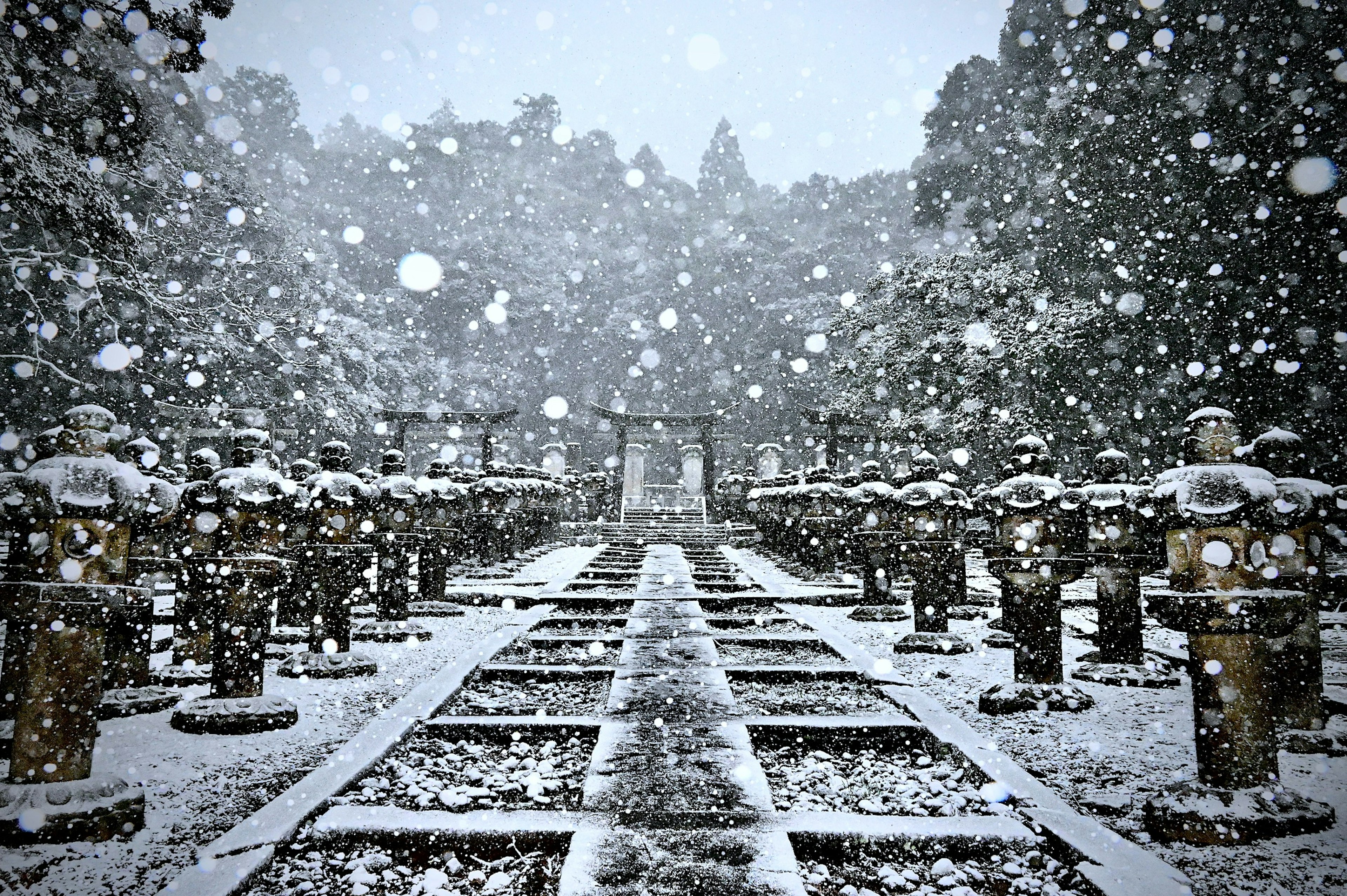 Snow-covered path lined with stone lanterns at a shrine