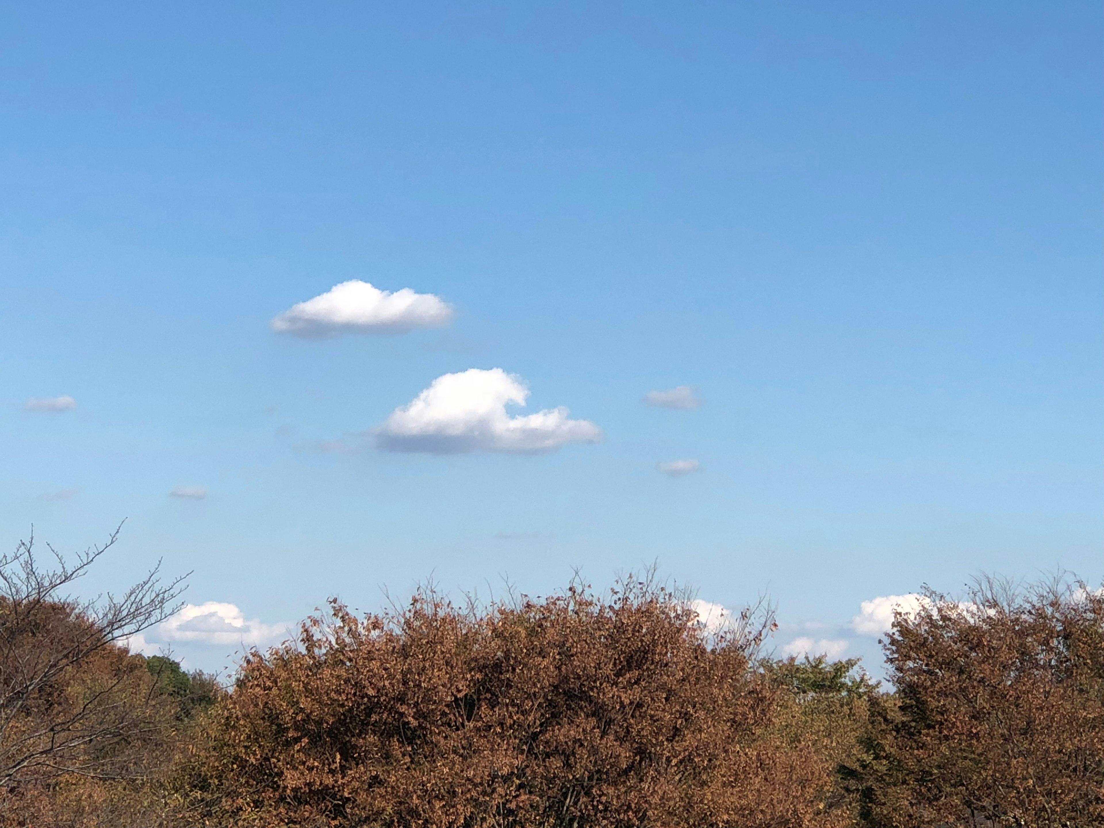 Landscape with white clouds in a blue sky and brown trees