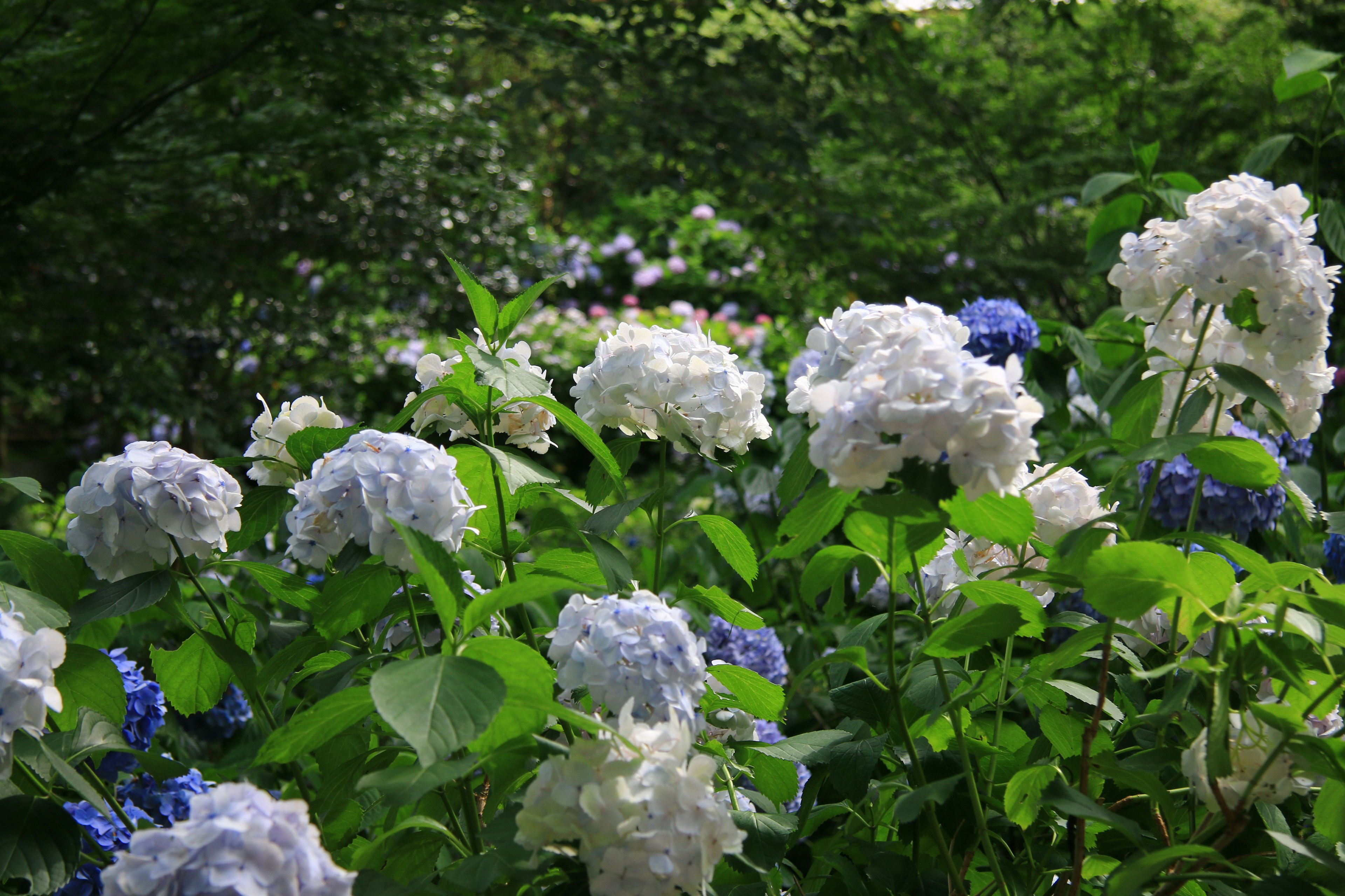 郁郁蔥蔥的花園場景，盛開著藍色和白色的繡球花