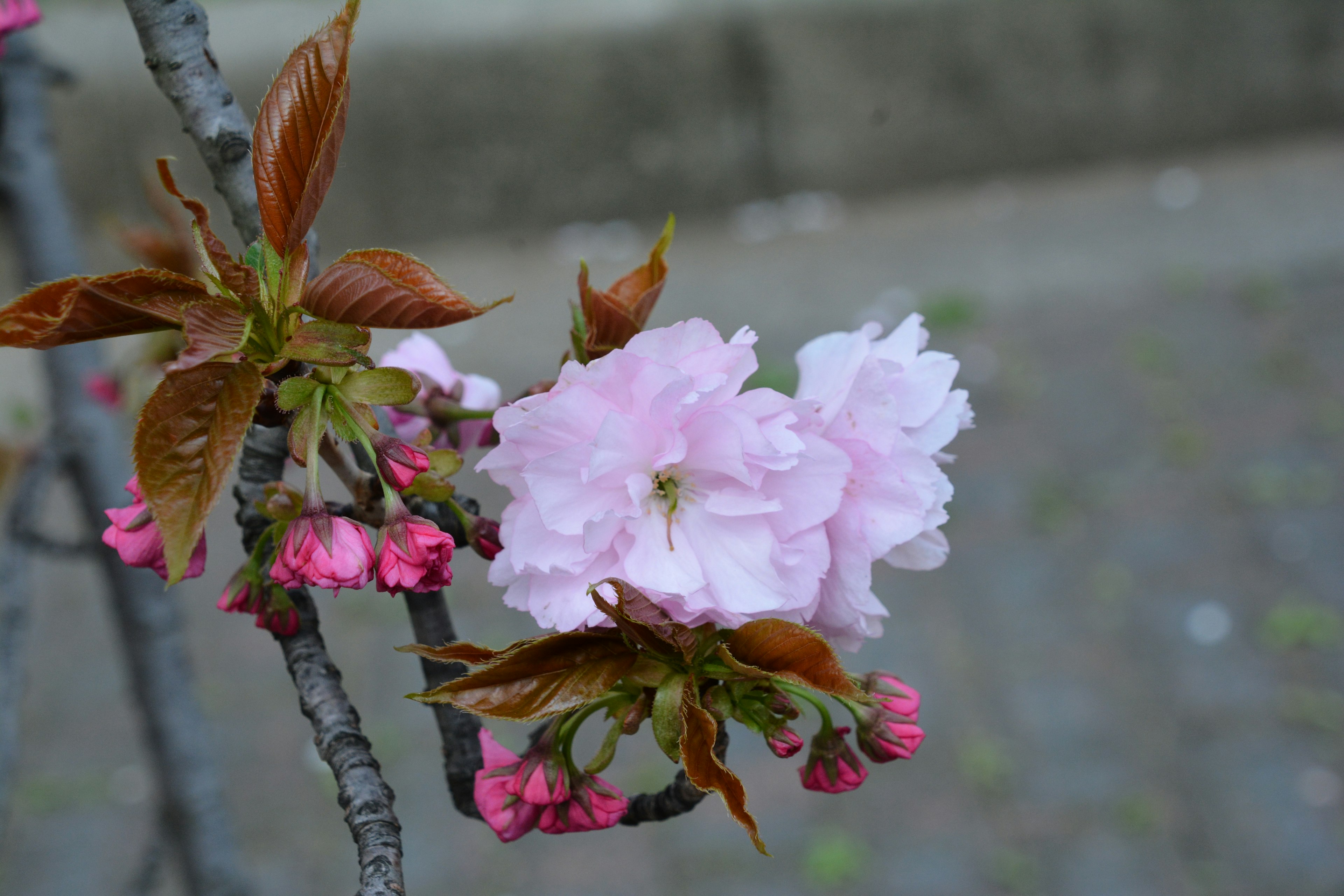 樱花和新叶在树枝上的特写