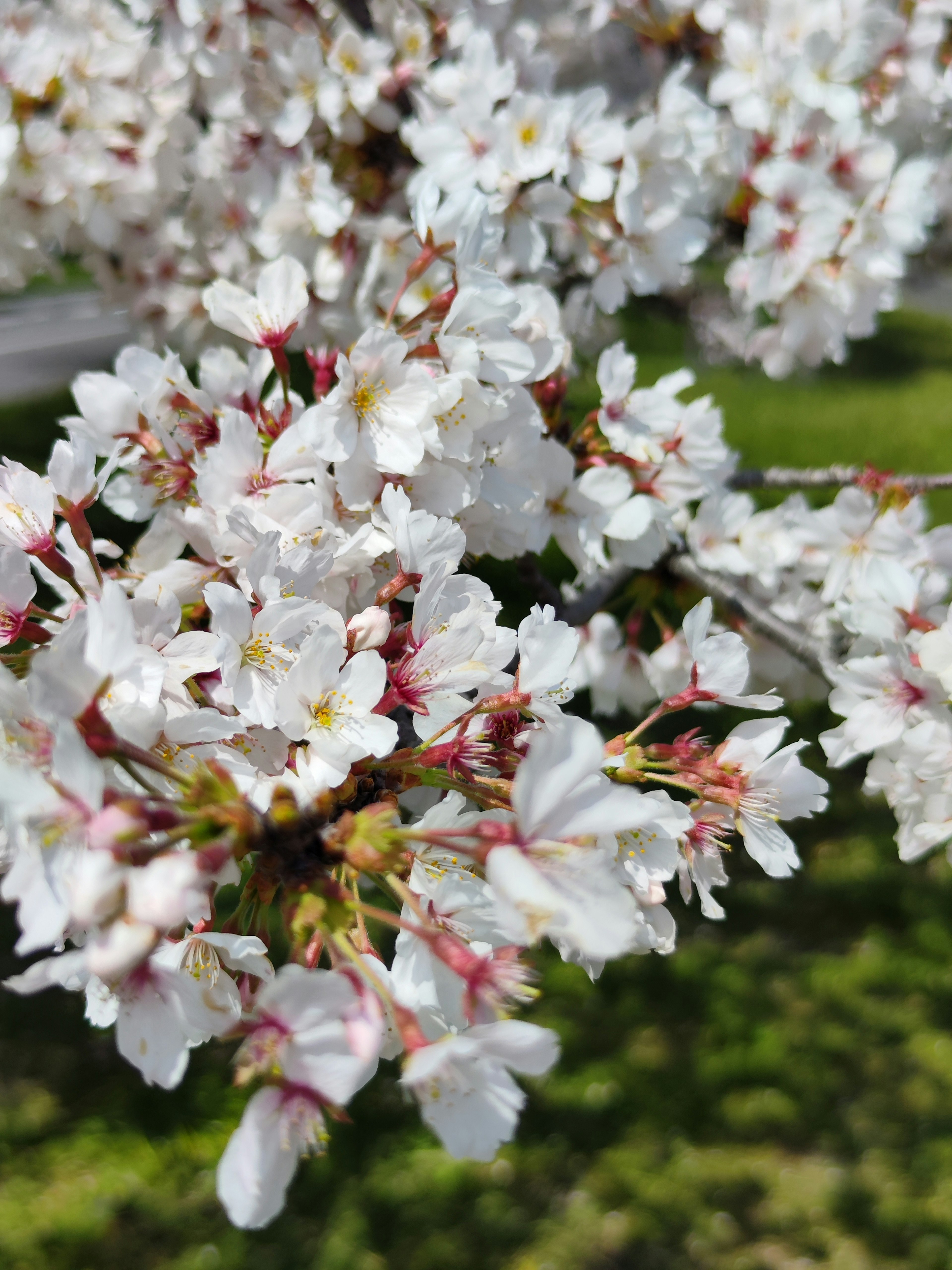 Kedekatan bunga sakura di cabang