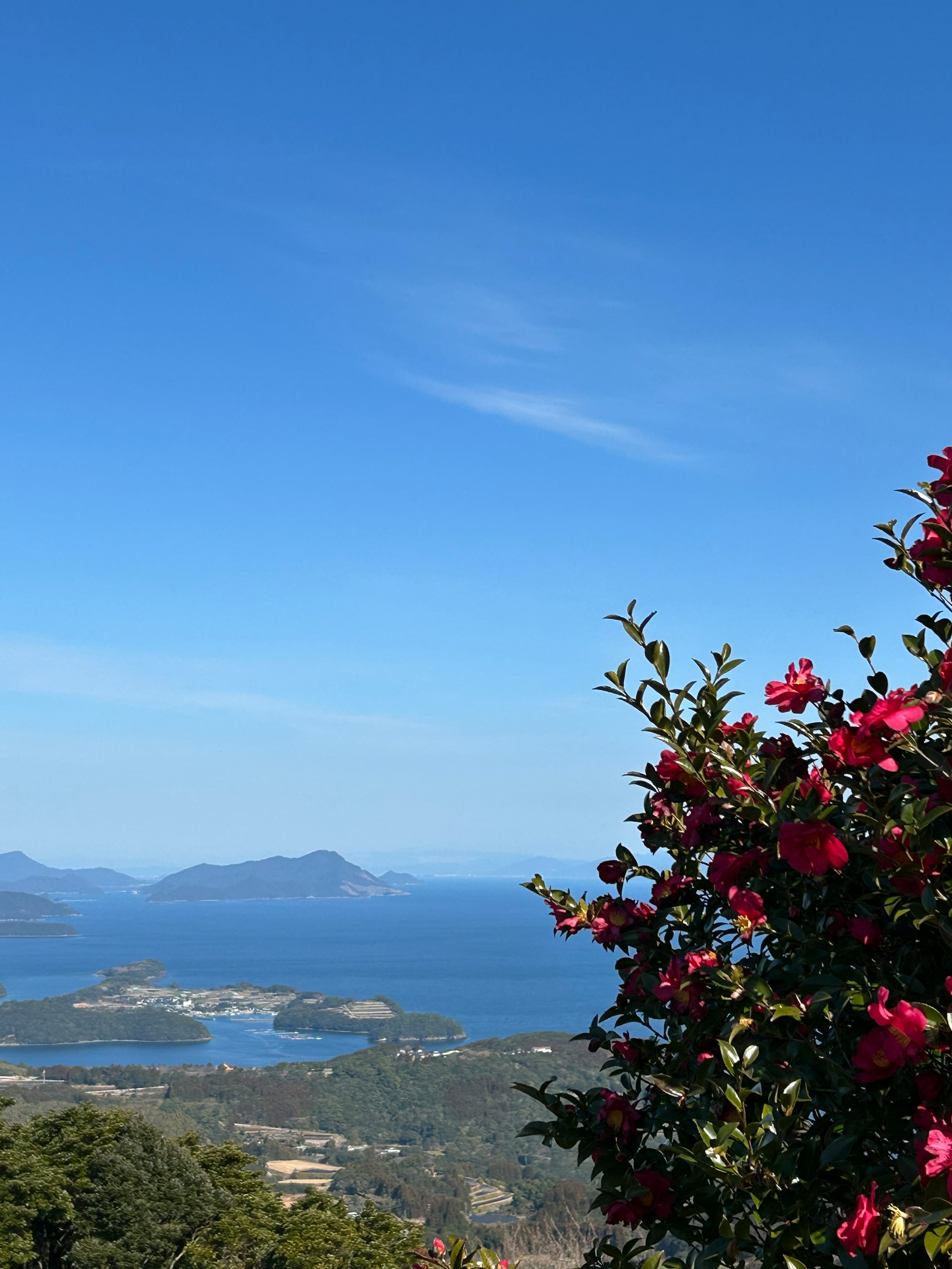 Fiori rossi vivaci con foglie verdi su uno sfondo di cielo blu chiaro e oceano