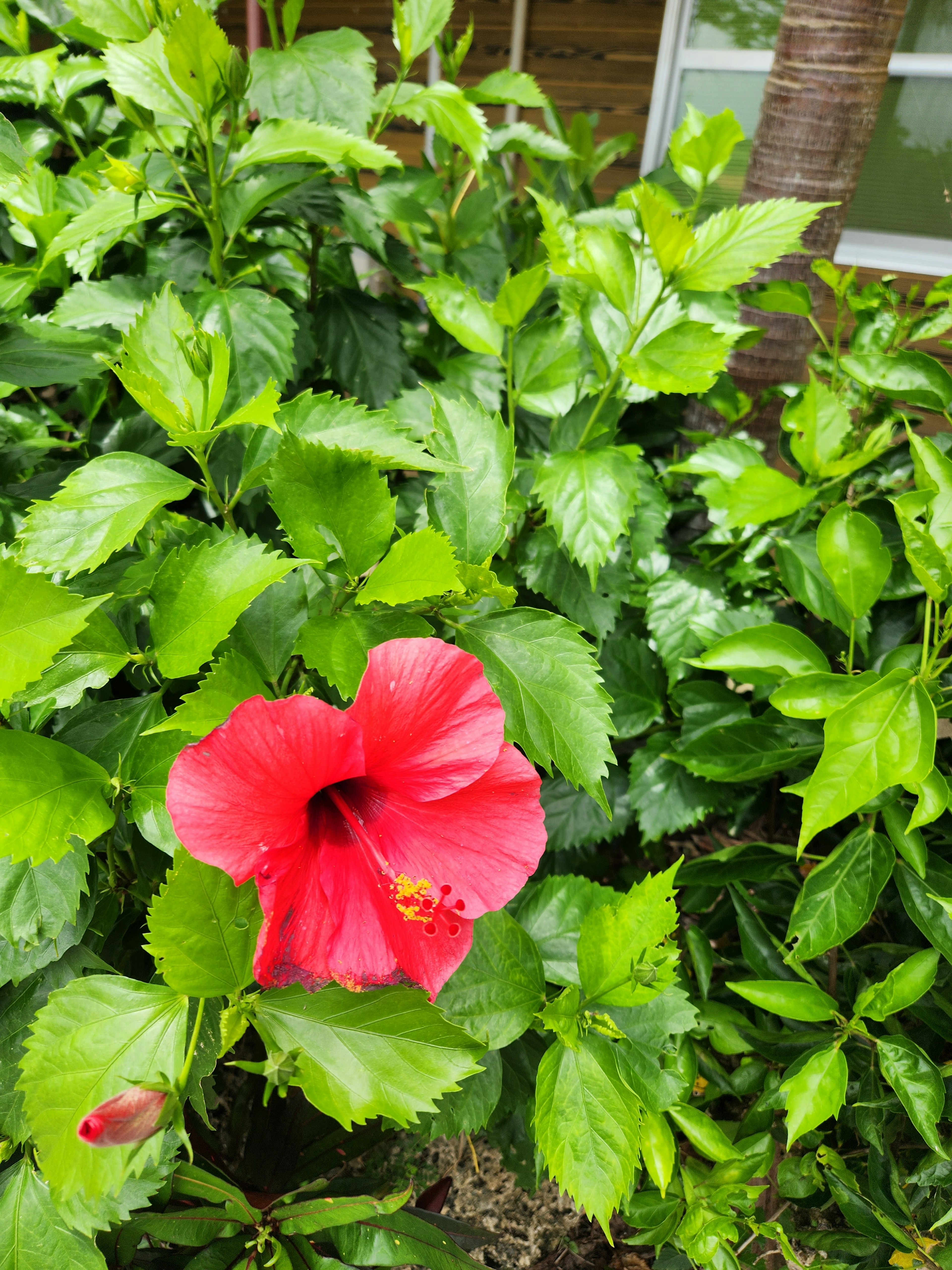 Fleur d'hibiscus rouge vif entourée de feuilles vertes luxuriantes