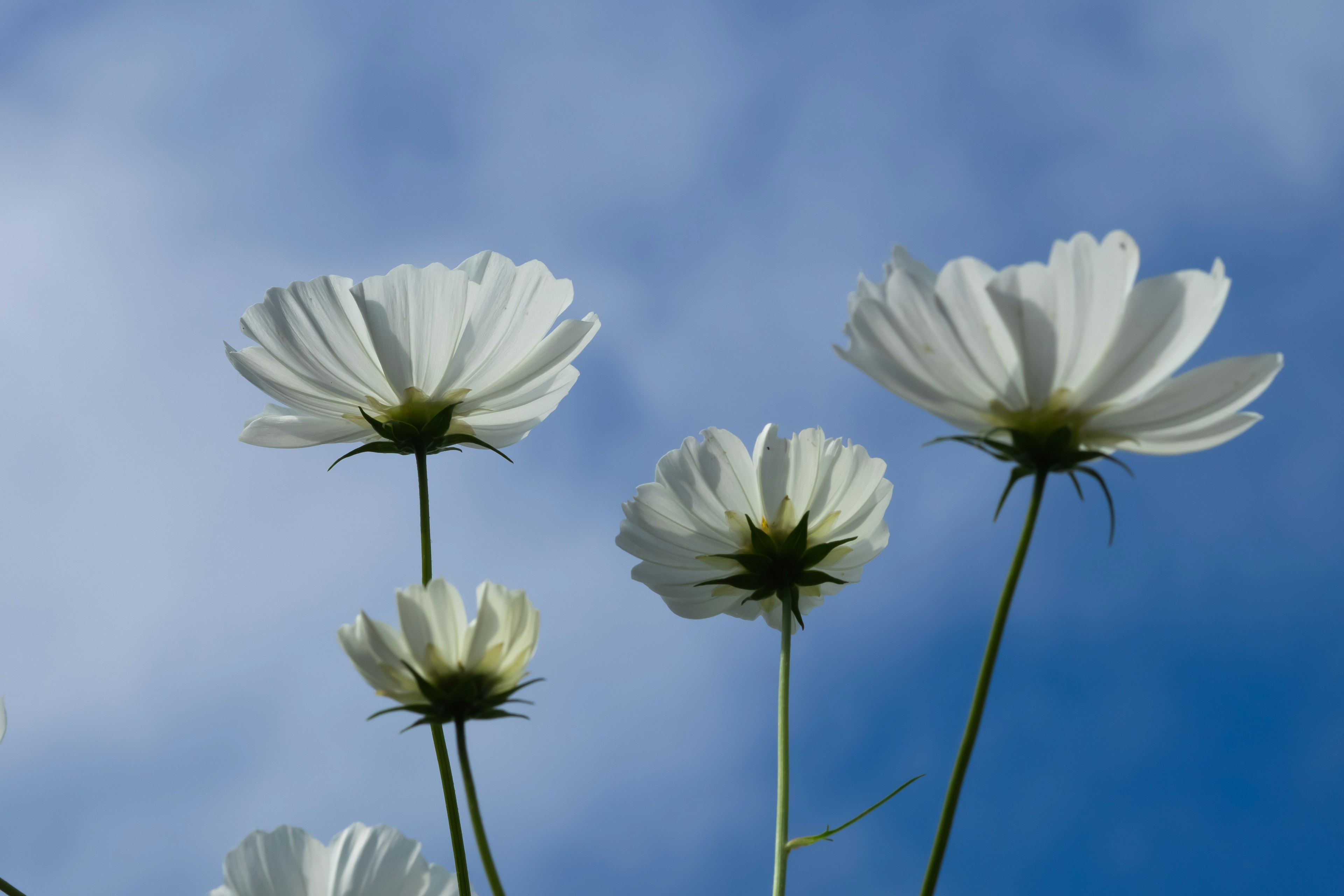 White cosmos flowers blooming under a blue sky