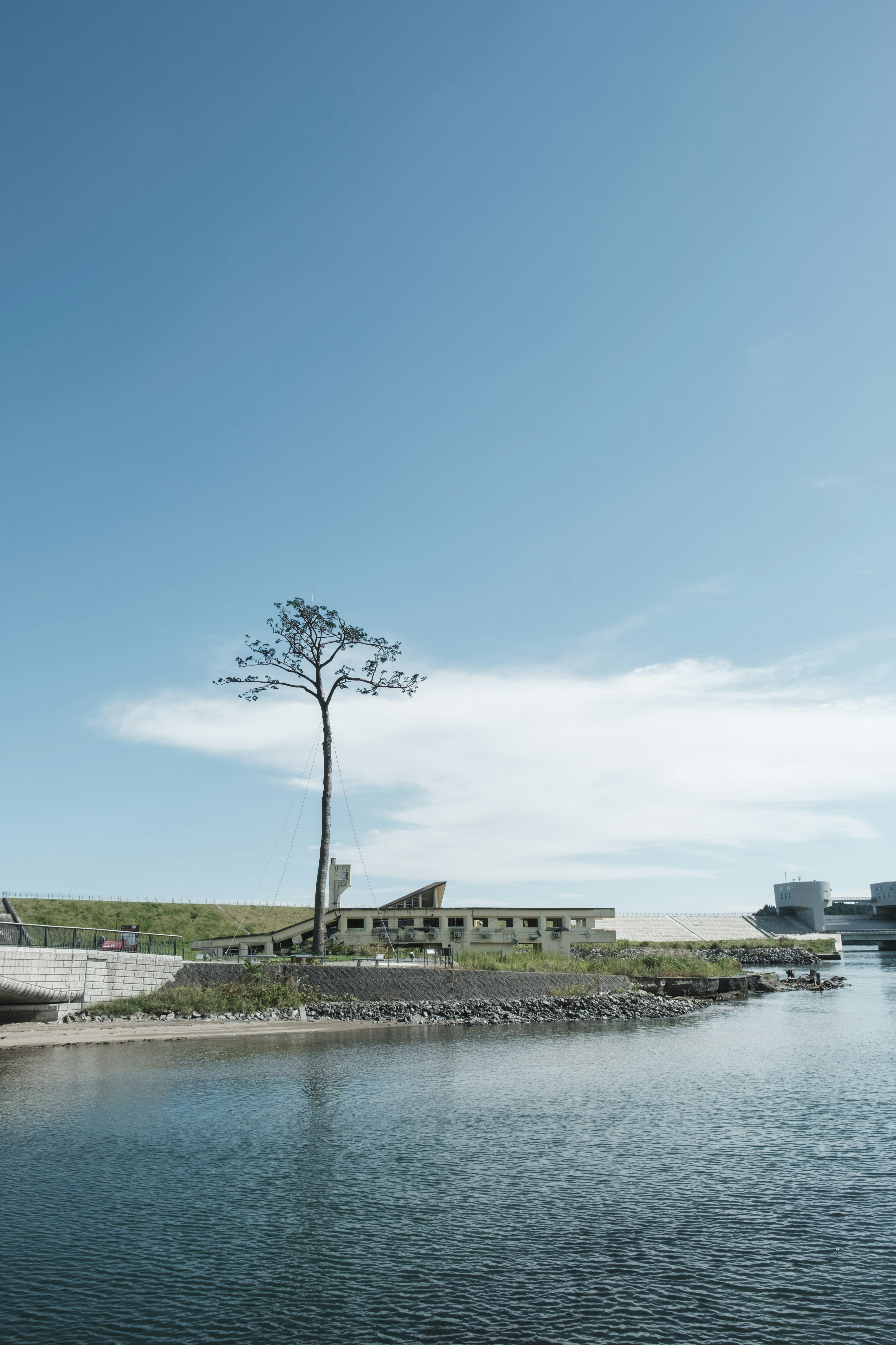 Un albero solitario sotto un cielo blu accanto a un'acqua calma