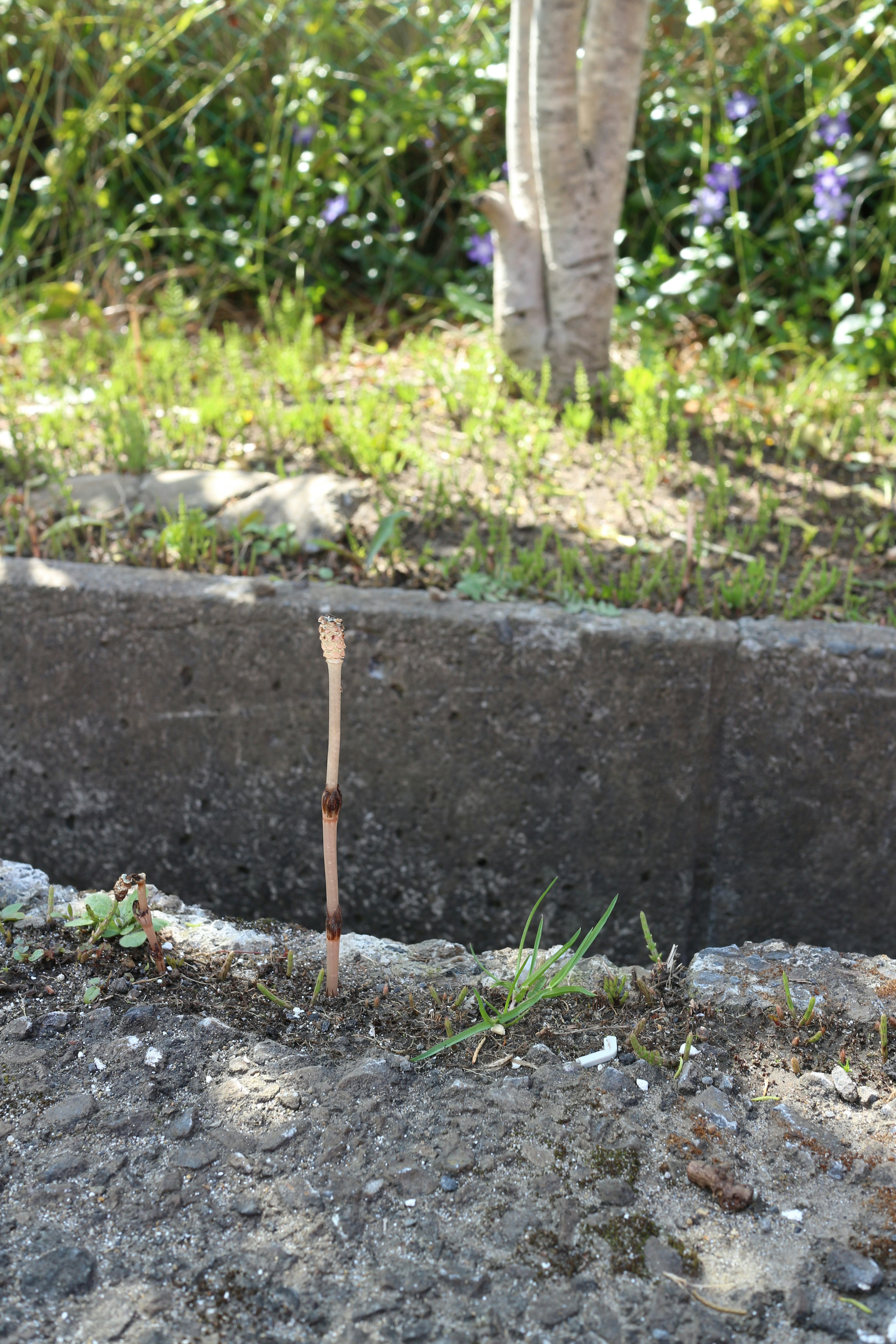 Limite en béton au sol avec de l'herbe et un bâton