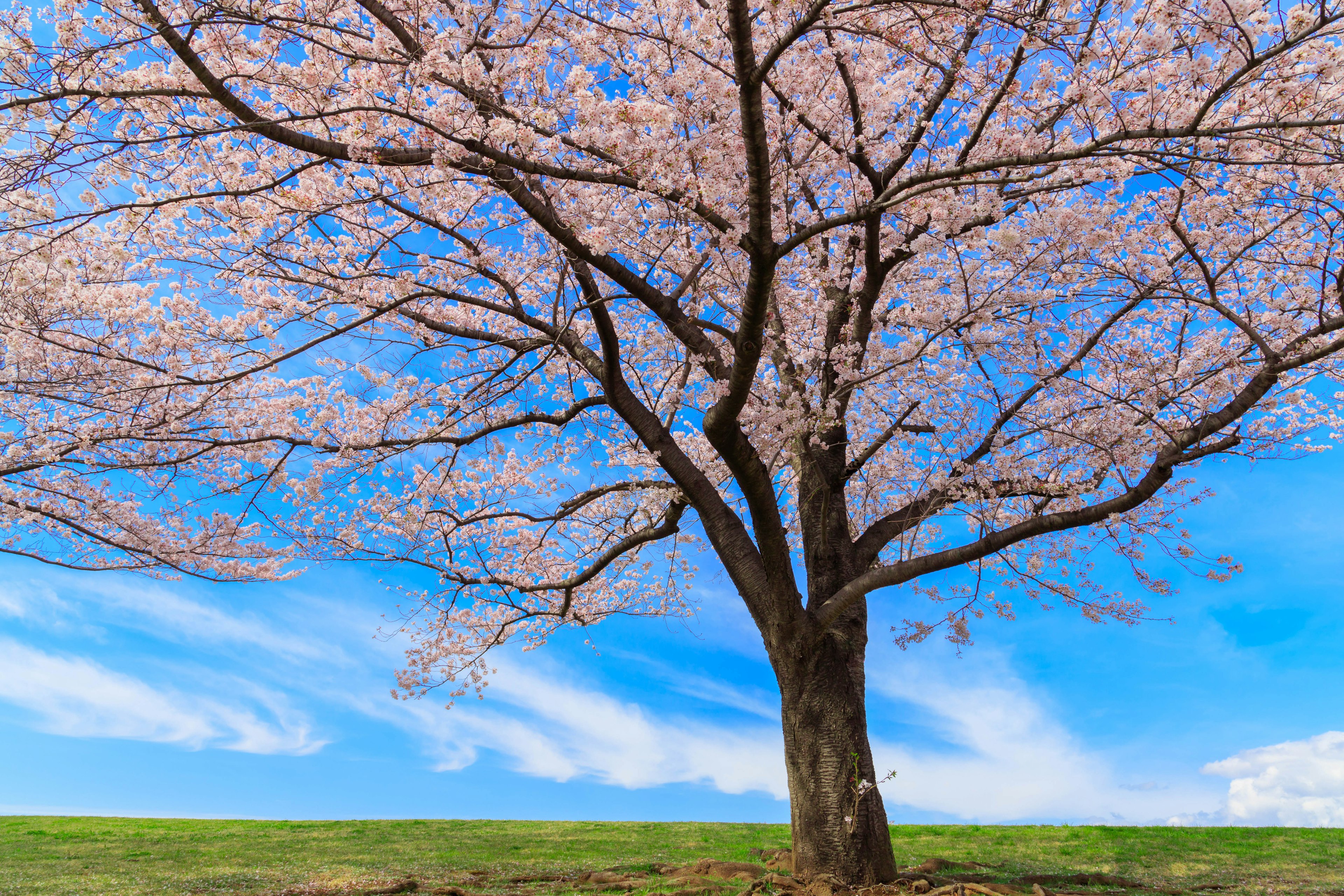 Un hermoso árbol de cerezo bajo un cielo azul claro