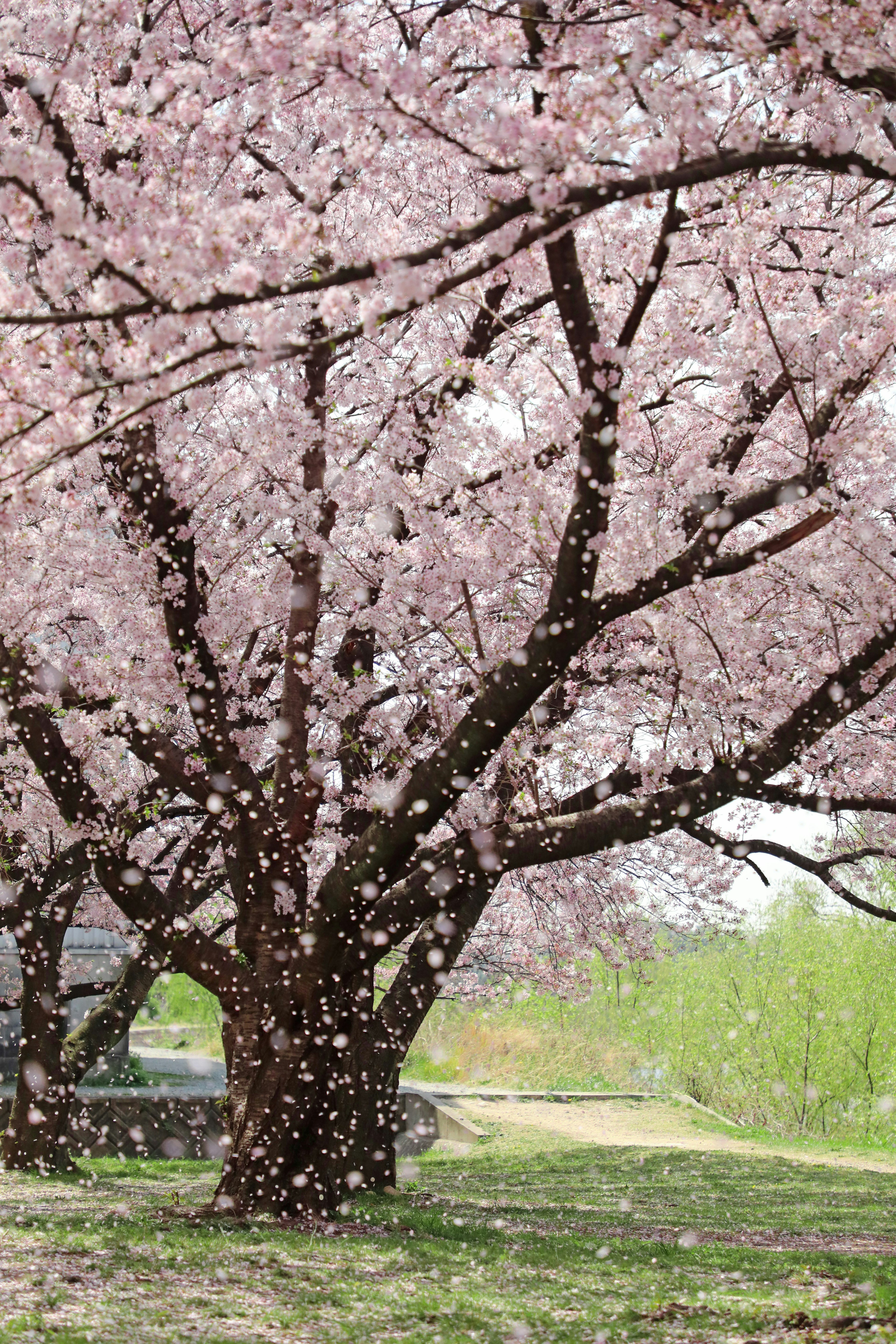 Großer Kirschbaum mit rosa Blüten und grünem Hintergrund