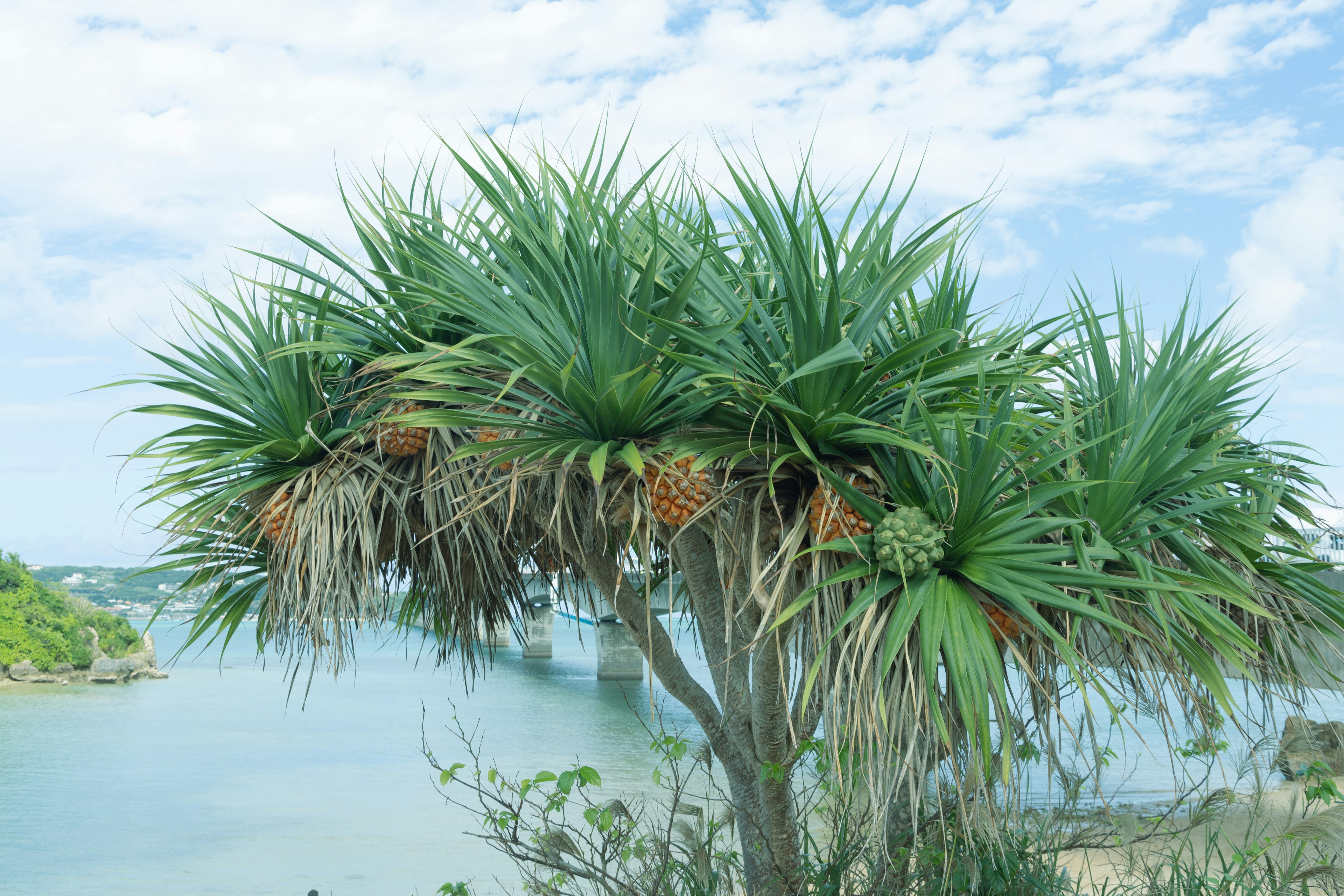 Albero di pandanus con sfondo di mare e cielo blu