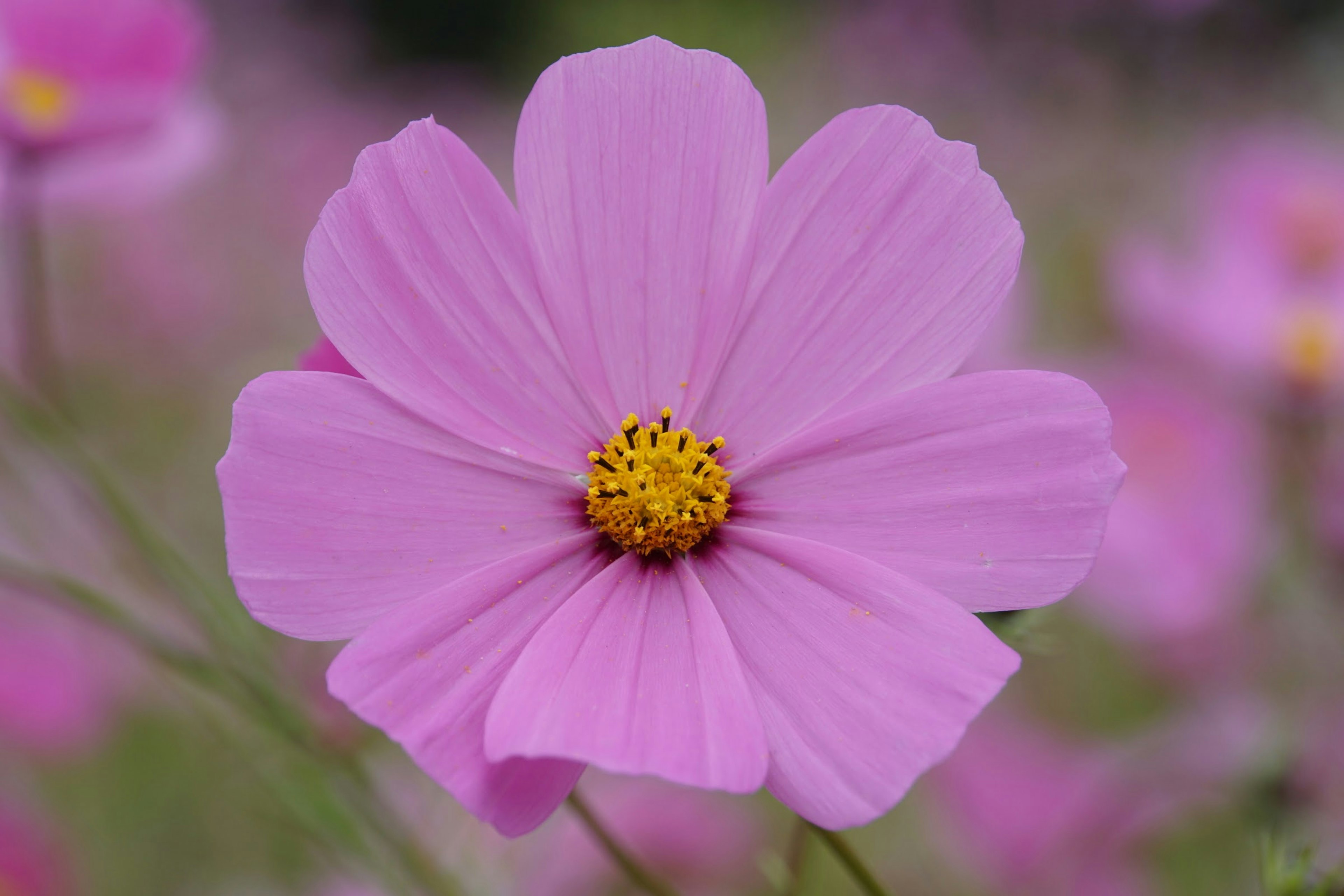 美麗粉色的 cosmos 花特寫，黃色花芯