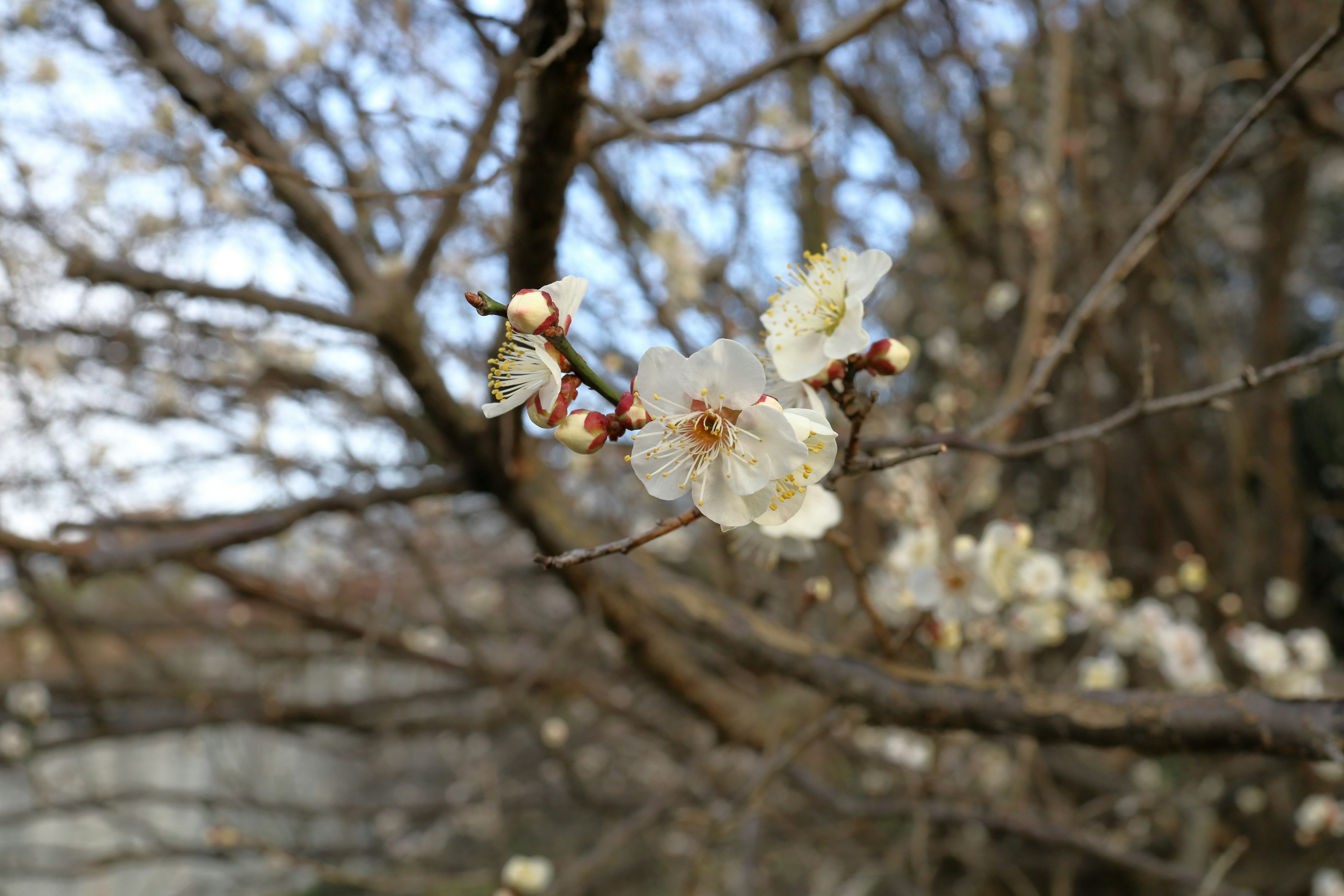 白い花が咲く枝と青空の背景