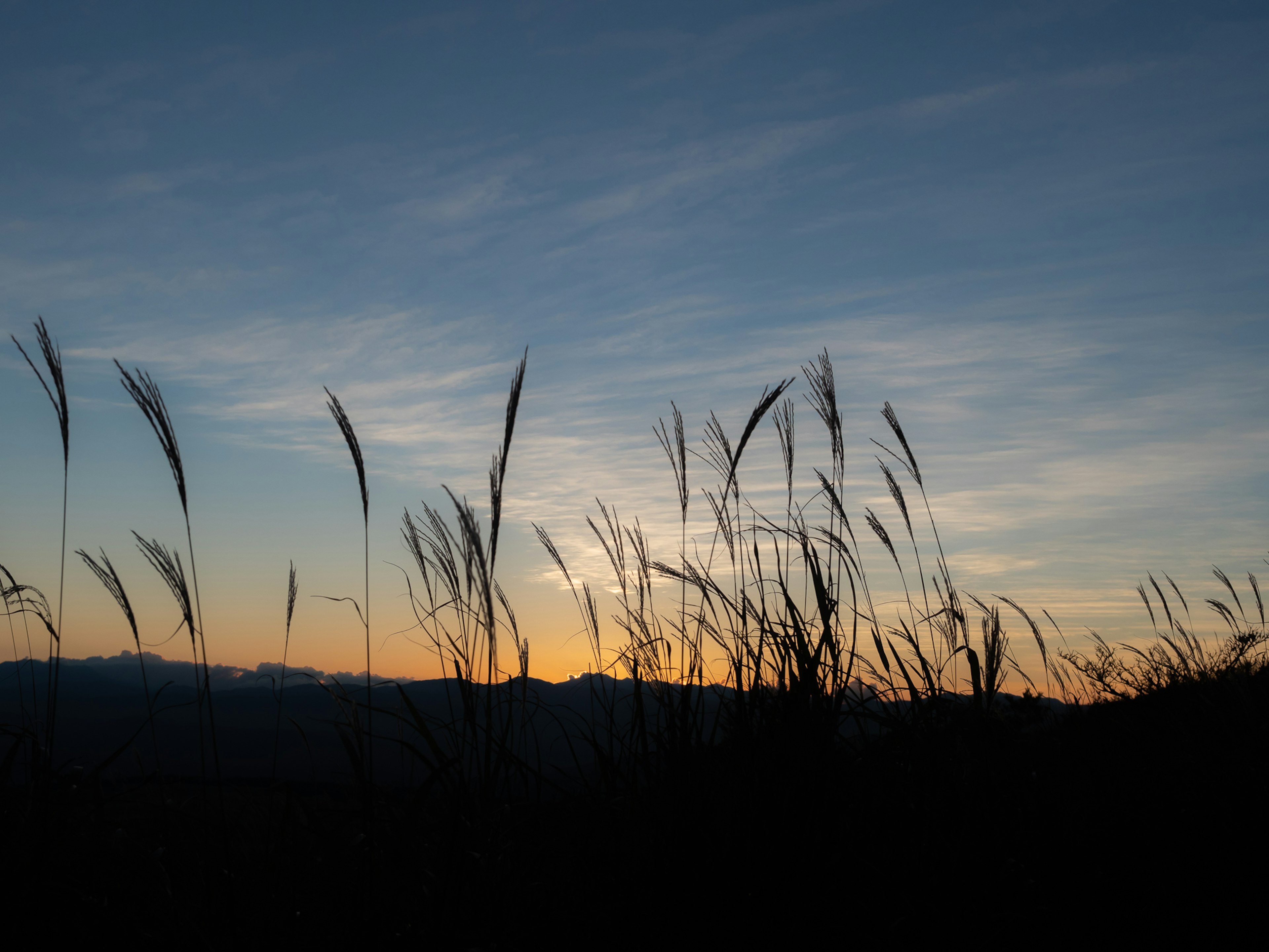 夕焼けの空とシルエットの草の風景