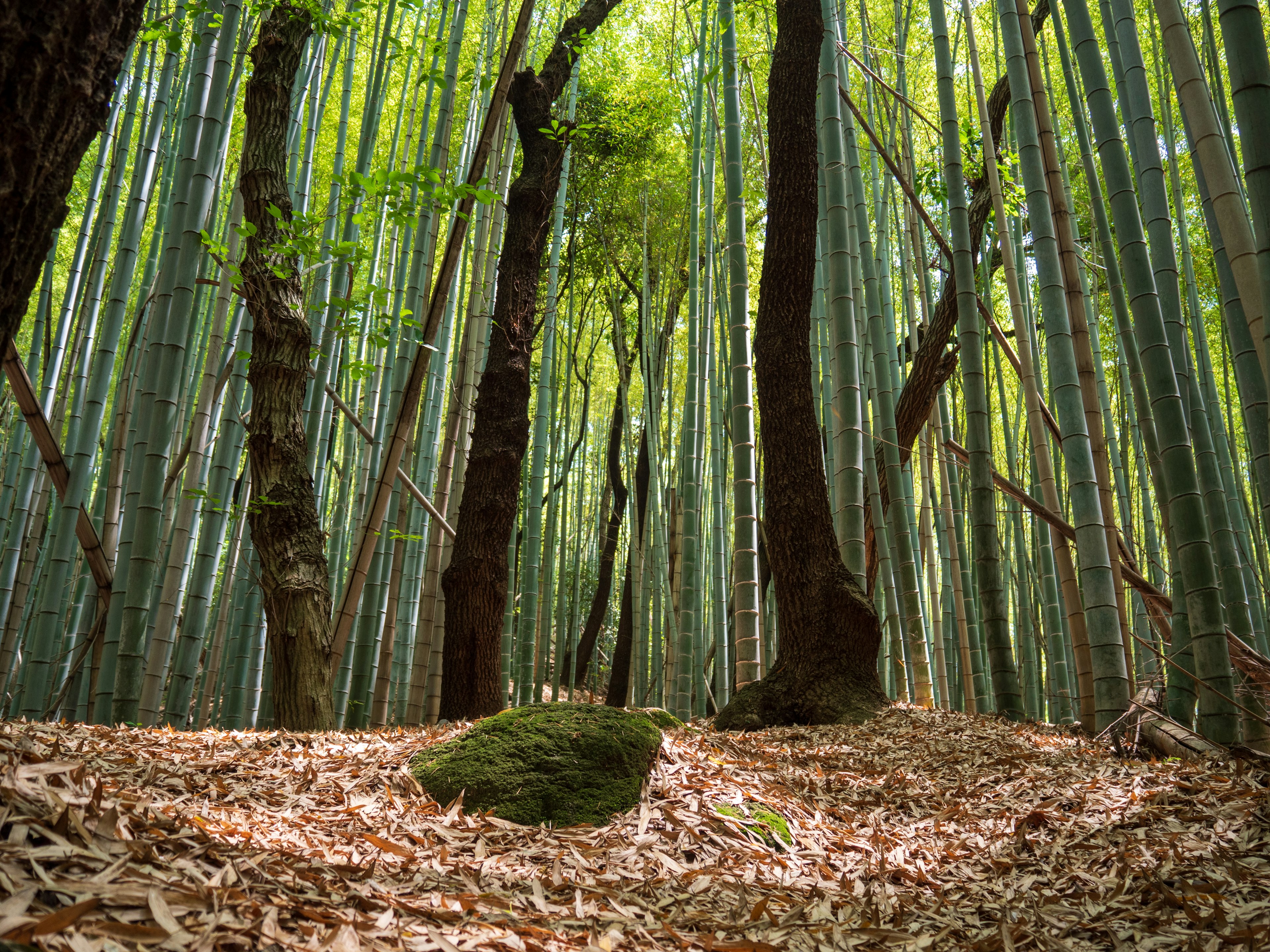 Foresta di bambù lussureggiante con foglie cadute e una roccia coperta di muschio sul terreno