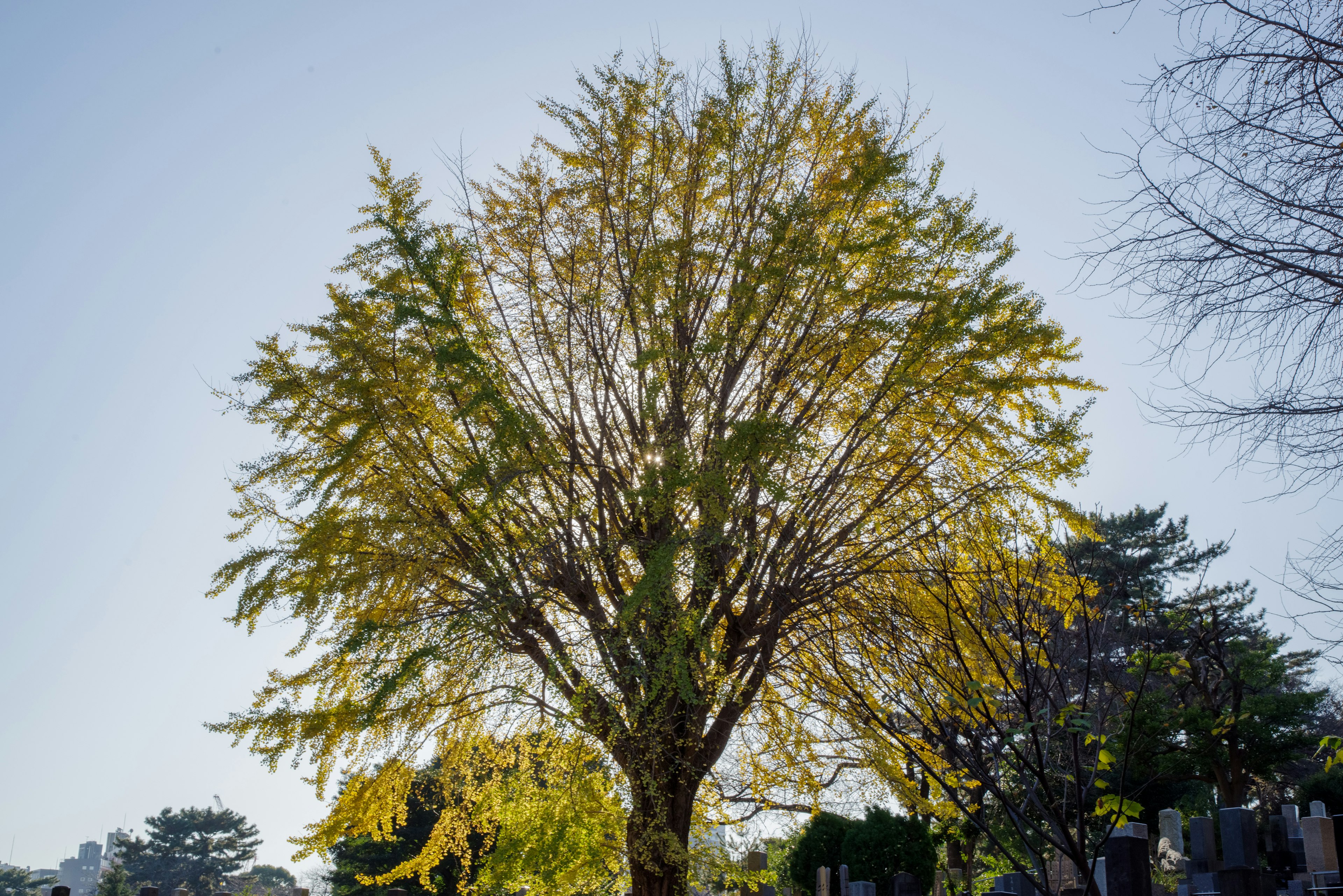 Un árbol alto con hojas de otoño bajo un cielo azul claro