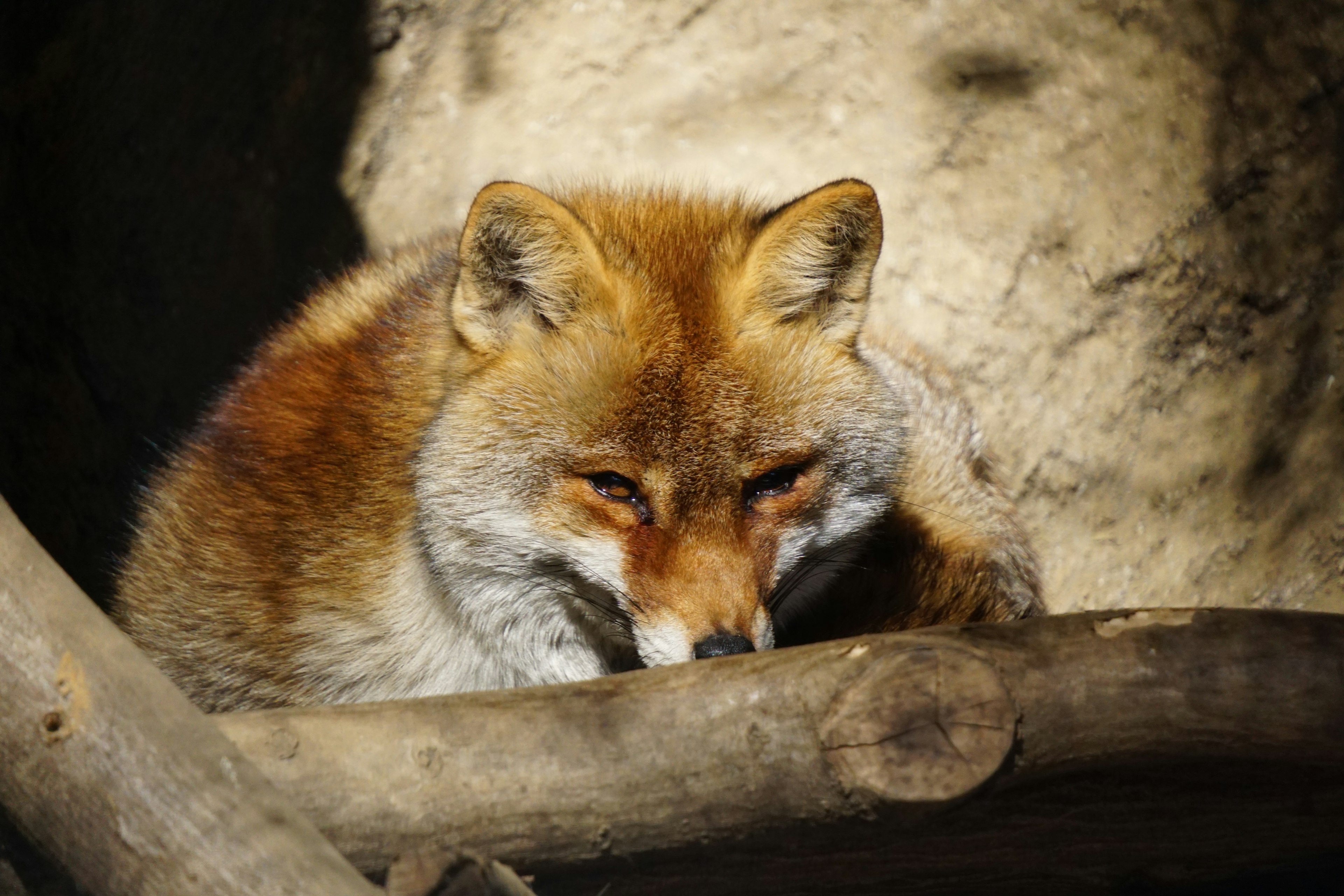 Ein ruhender Fuchs liegt auf einem Baumstamm mit warmen Felltönen