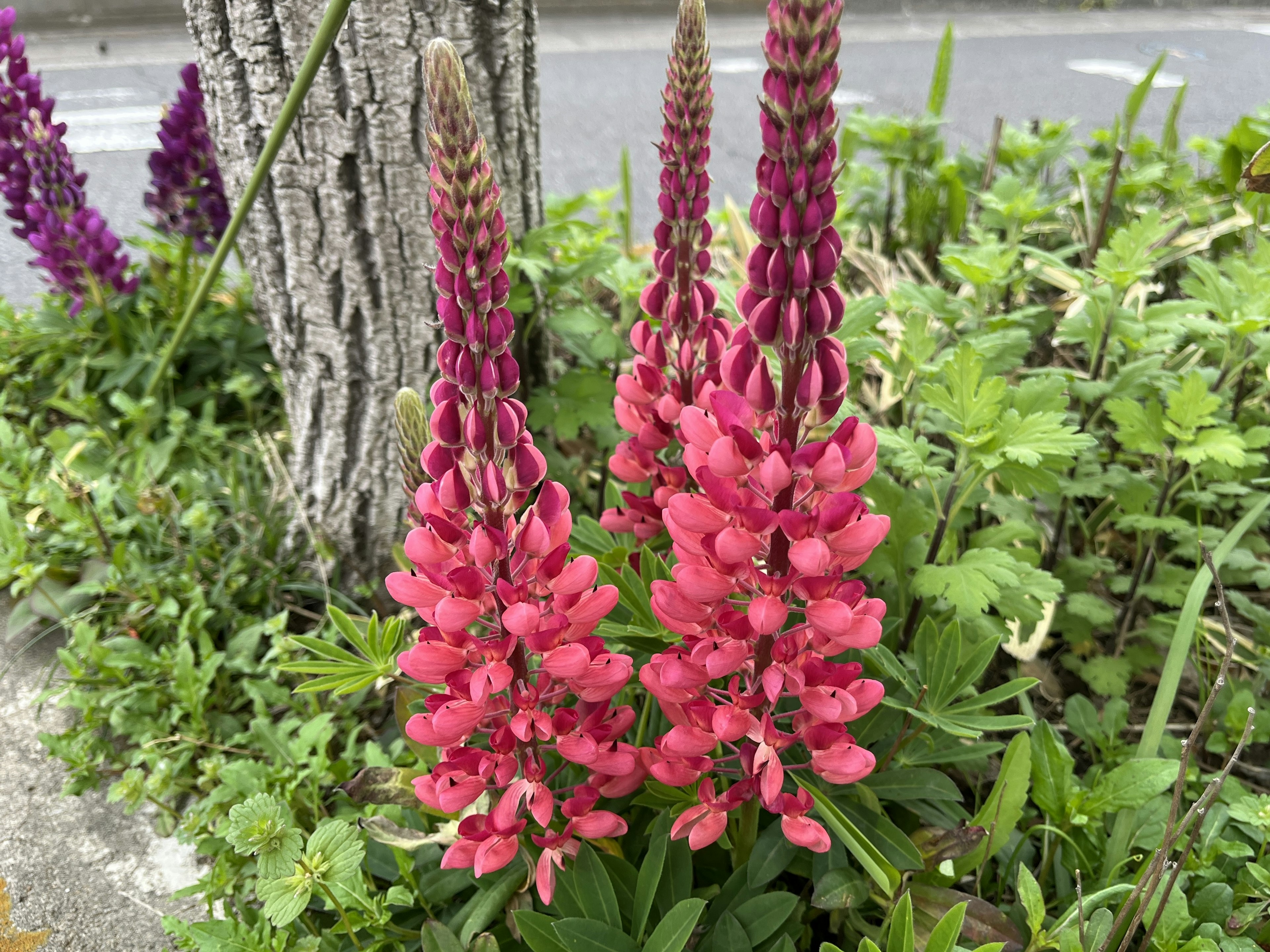 Fiori di lupino rosa che fioriscono vicino a un albero