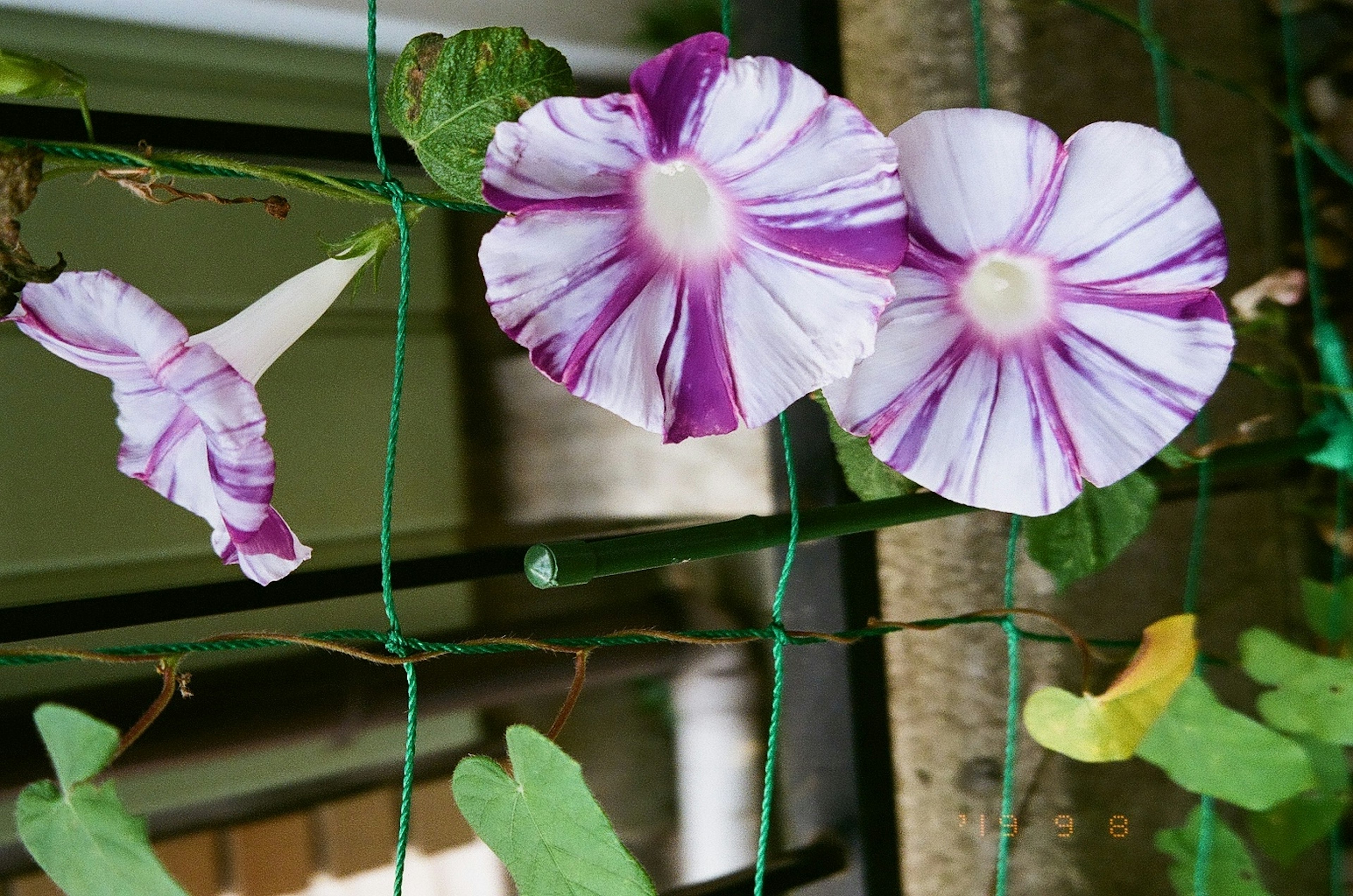 Flores moradas y blancas trepando por un enrejado verde