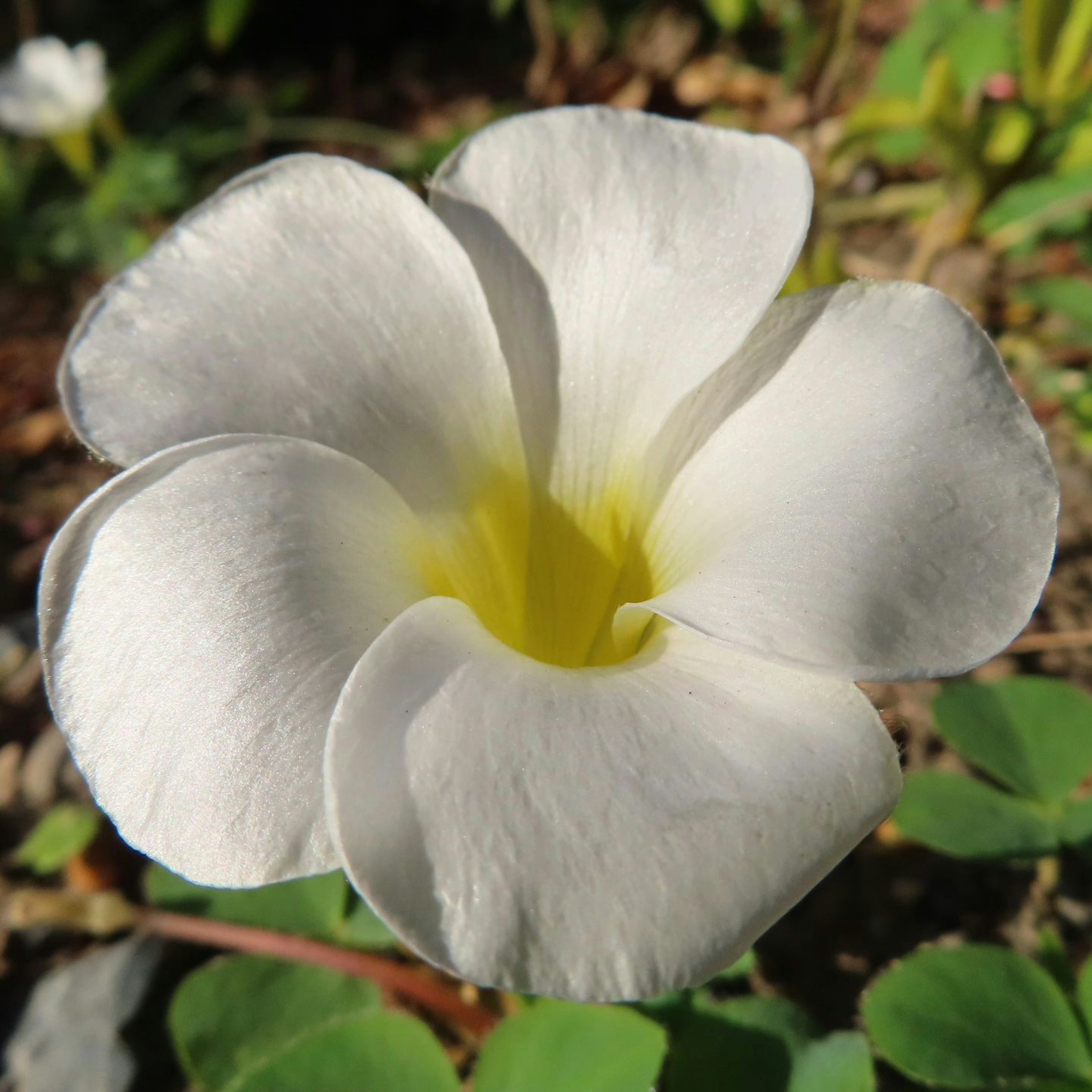 Fleur magnifique avec des pétales blancs et un centre jaune