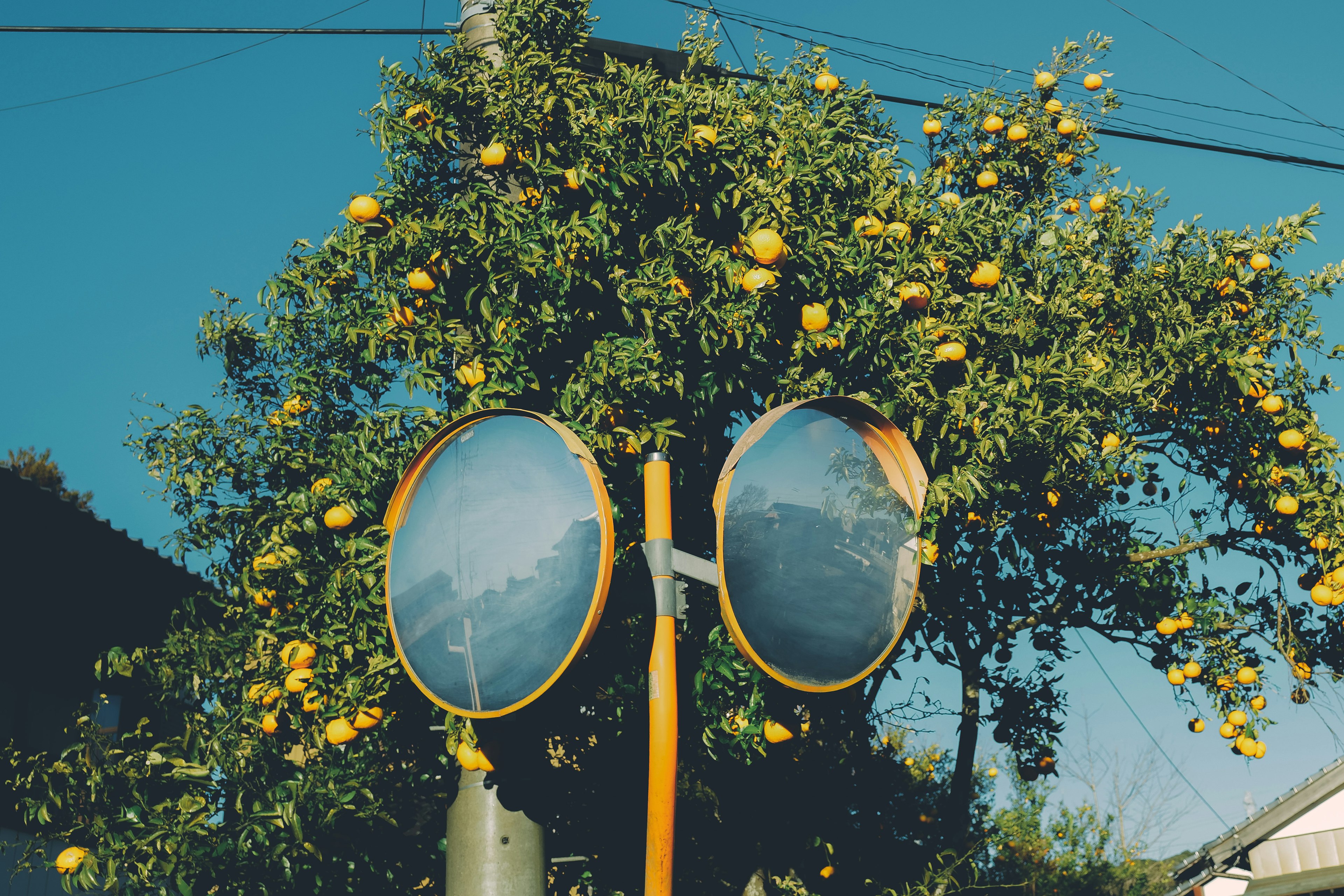 A landscape featuring a lemon tree and two round mirrors under a blue sky