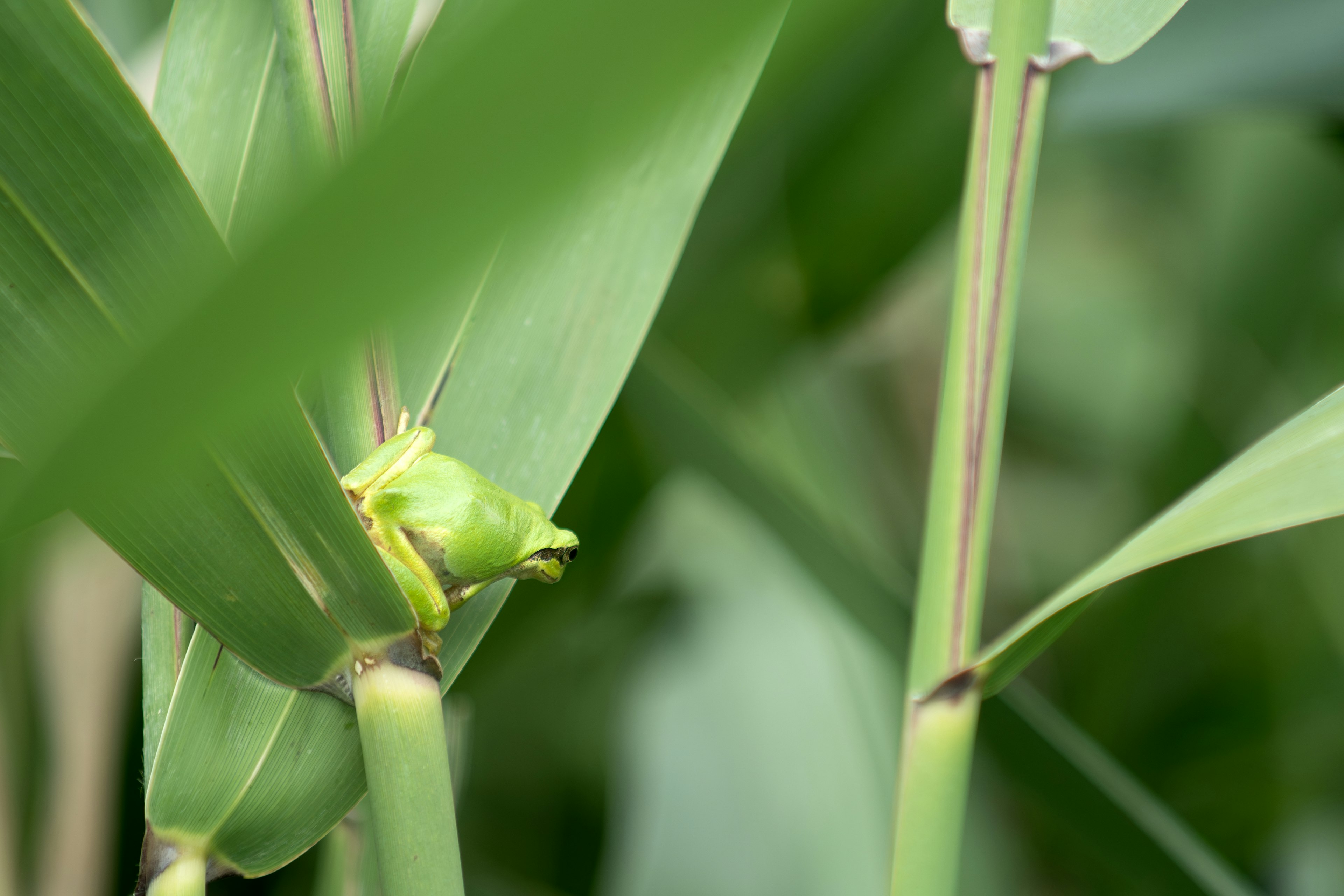 Petite grenouille verte cachée parmi les feuilles vertes