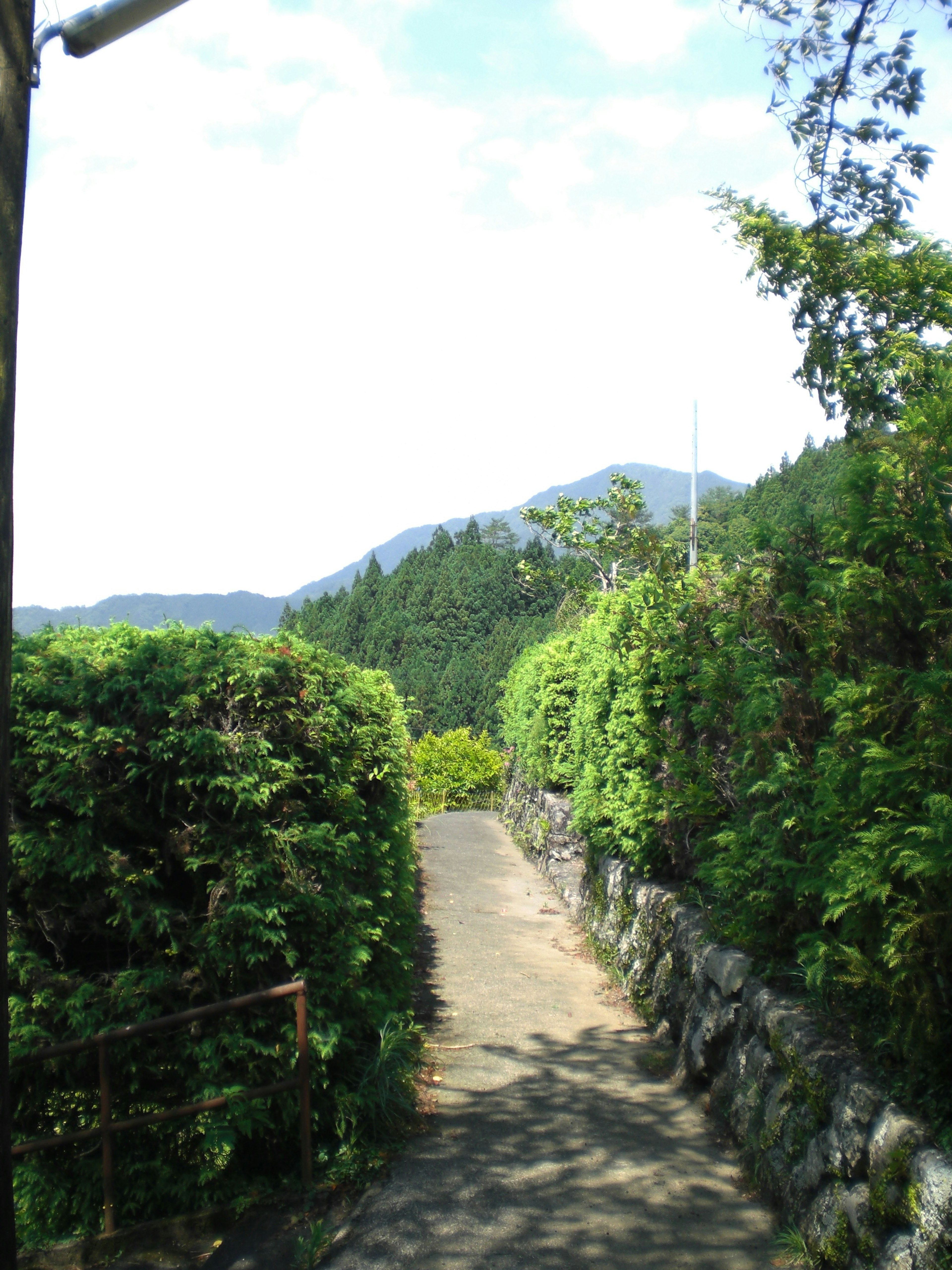 緑の生い茂る道と遠くの山々が見える風景