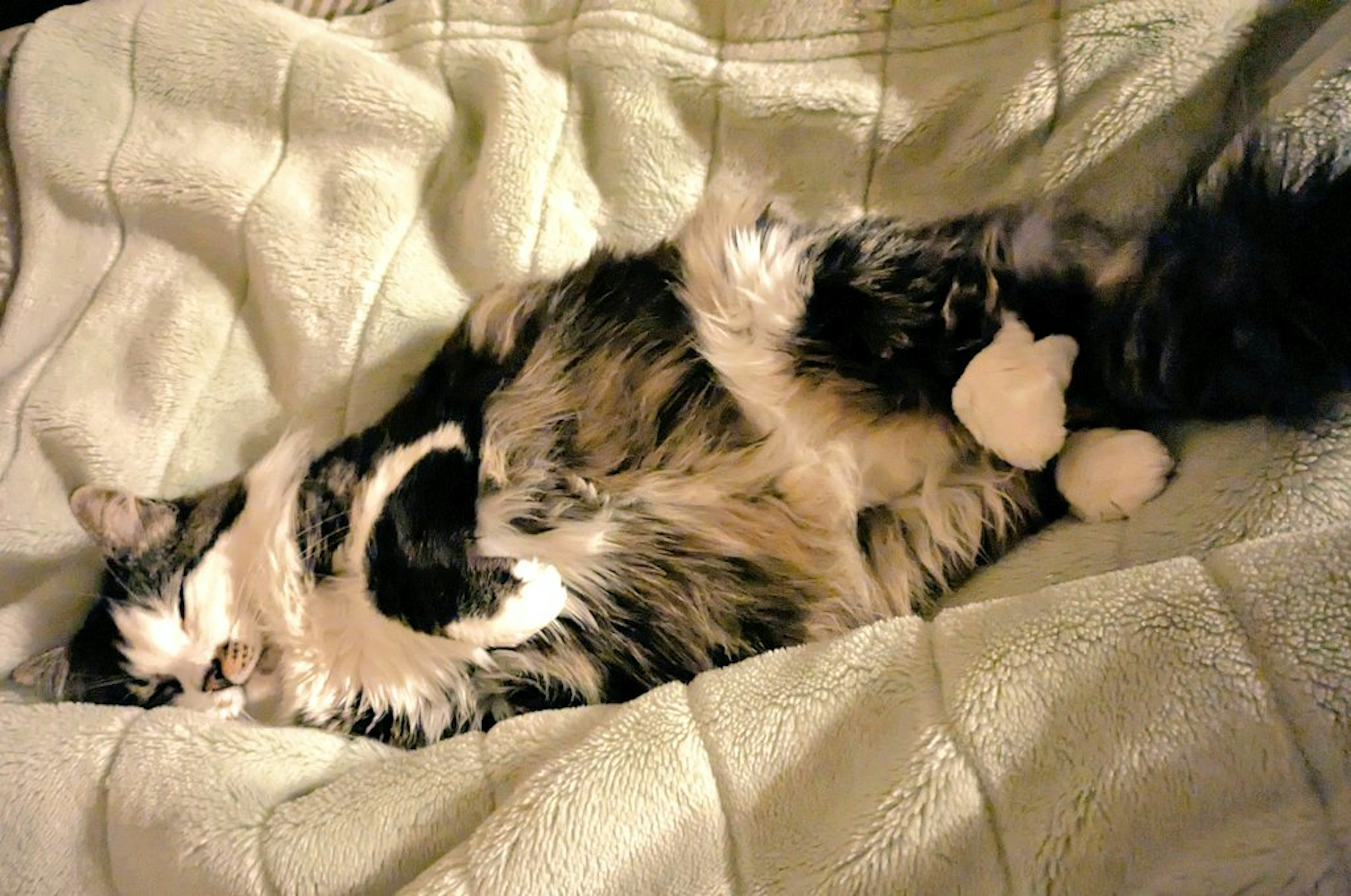 A fluffy cat lying on a soft blanket