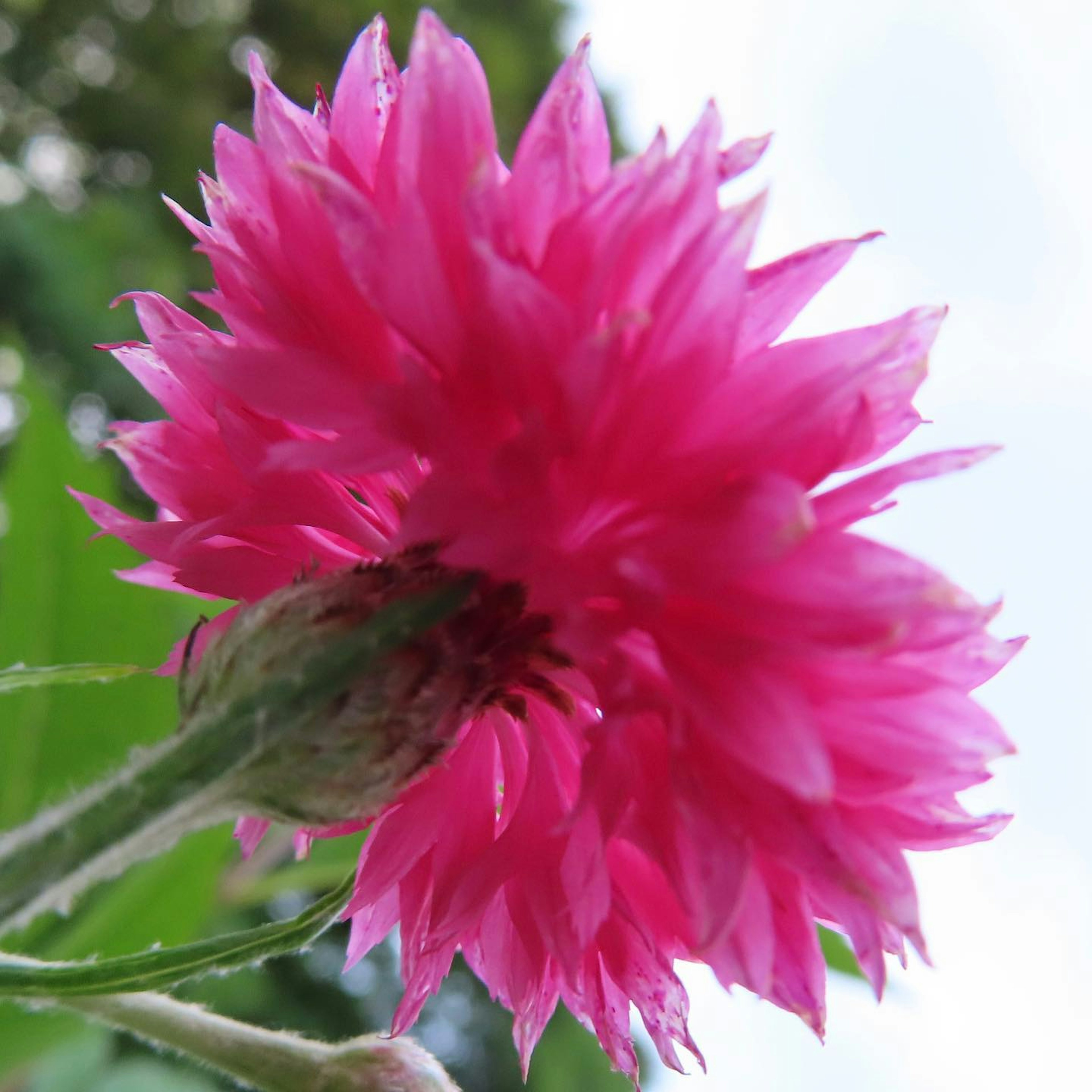 Bunga pink cerah yang sedang mekar