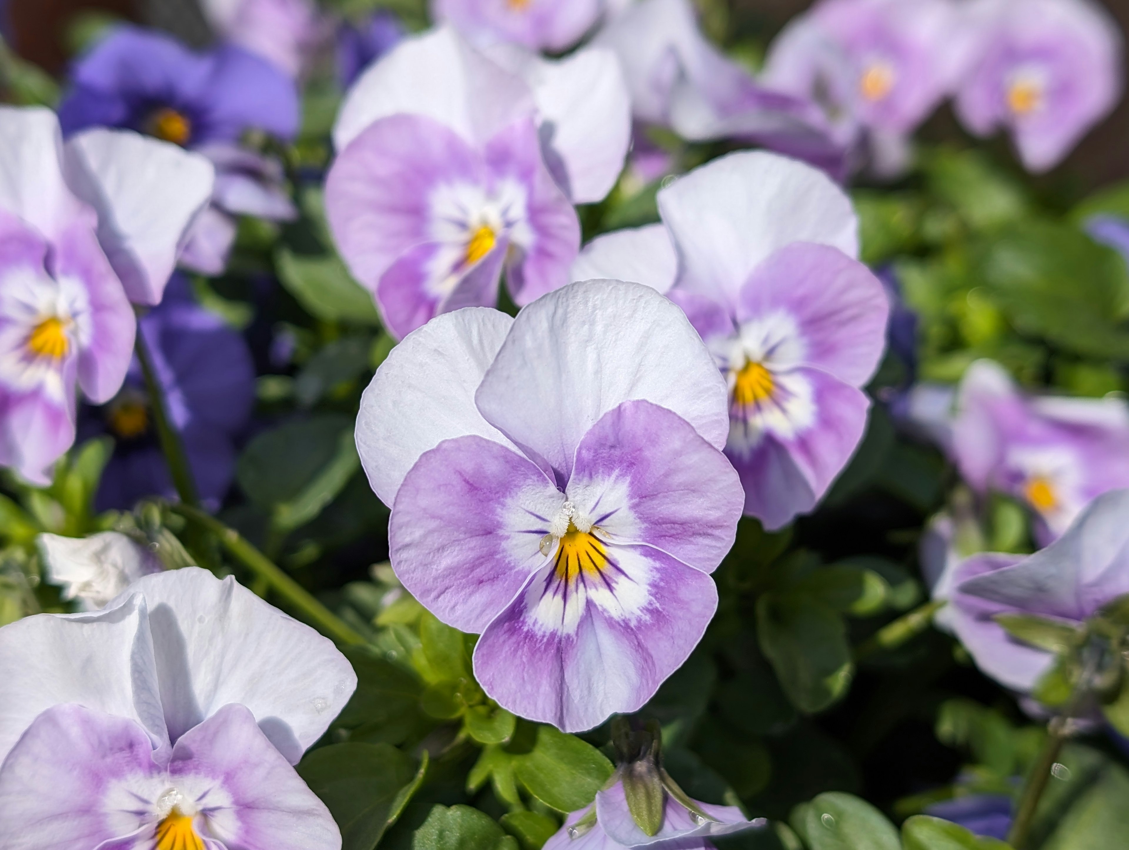 紫色と白のパンジーの花が咲いている様子