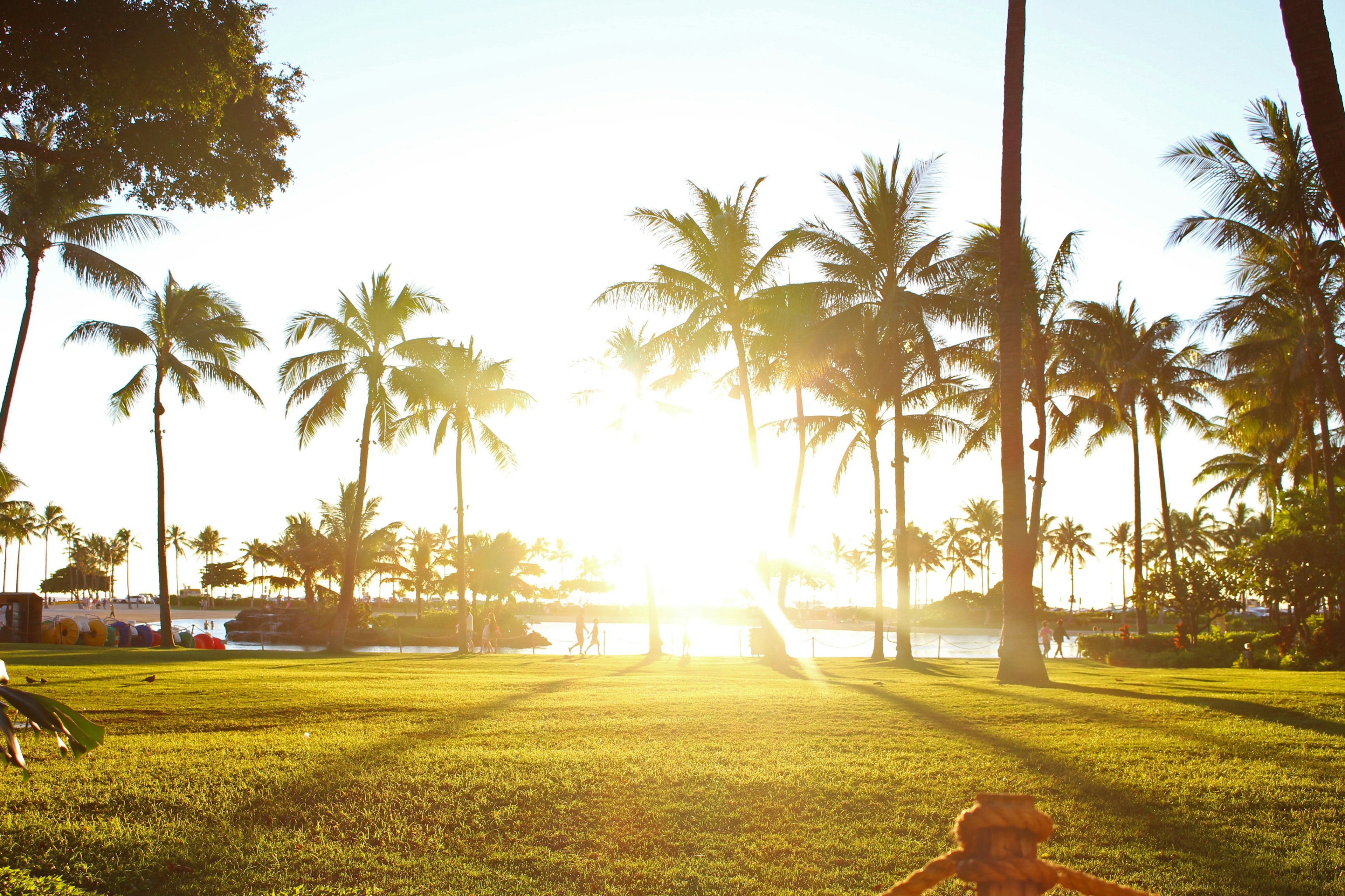 Sunset over a beach with palm trees and green grass