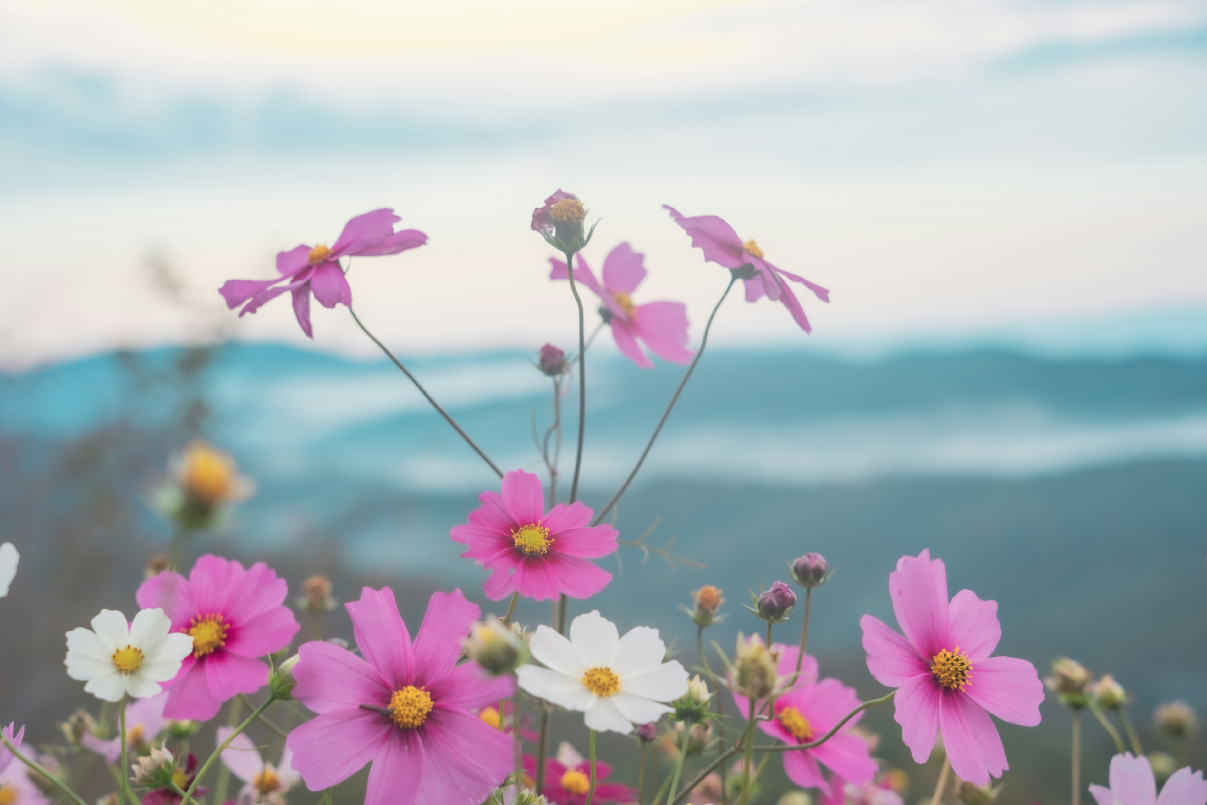 Close-up of pink and white flowers in a scenic landscape with mountains in the background