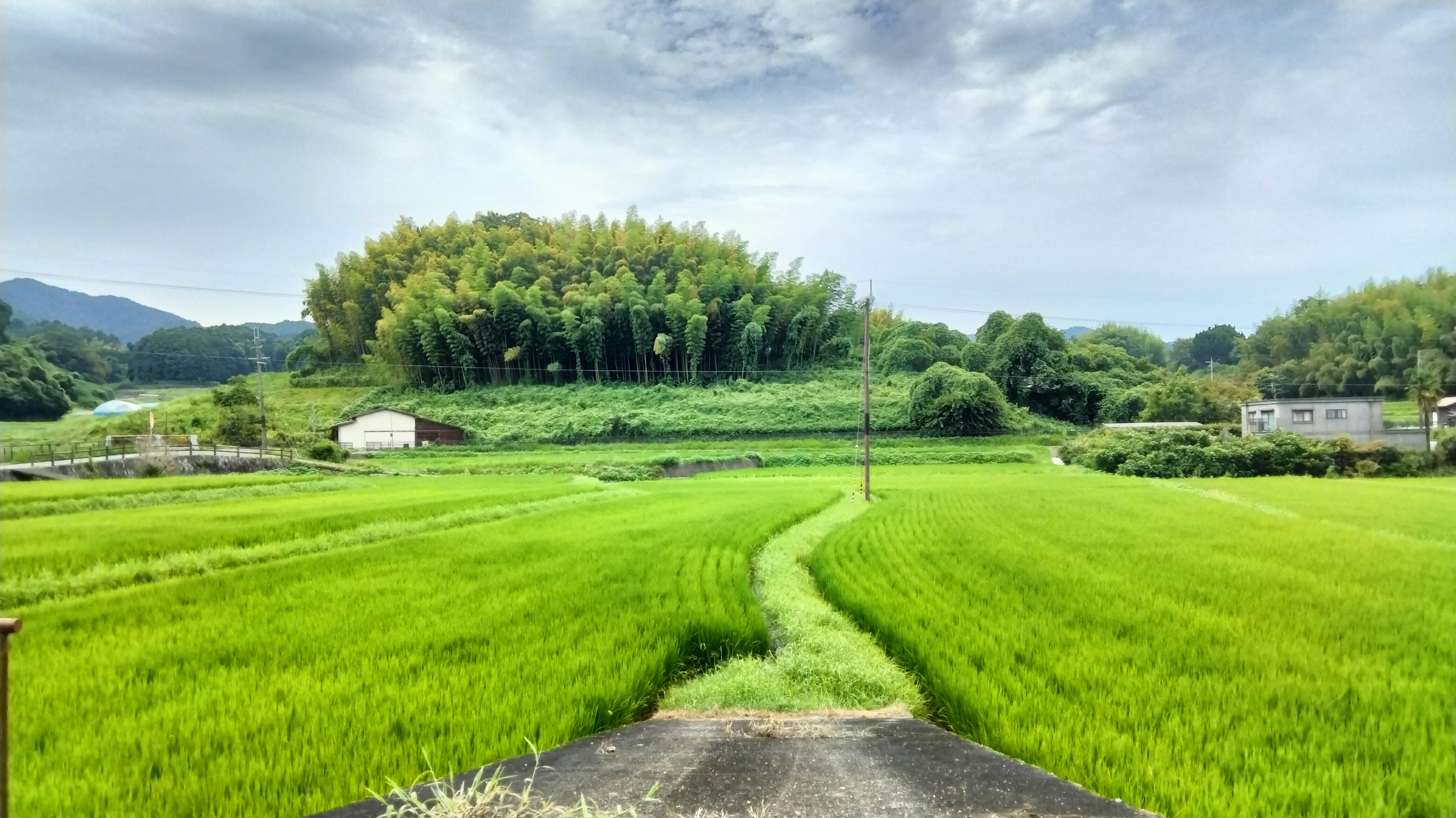 Campos de arroz verdes y exuberantes con un bosque de bambú