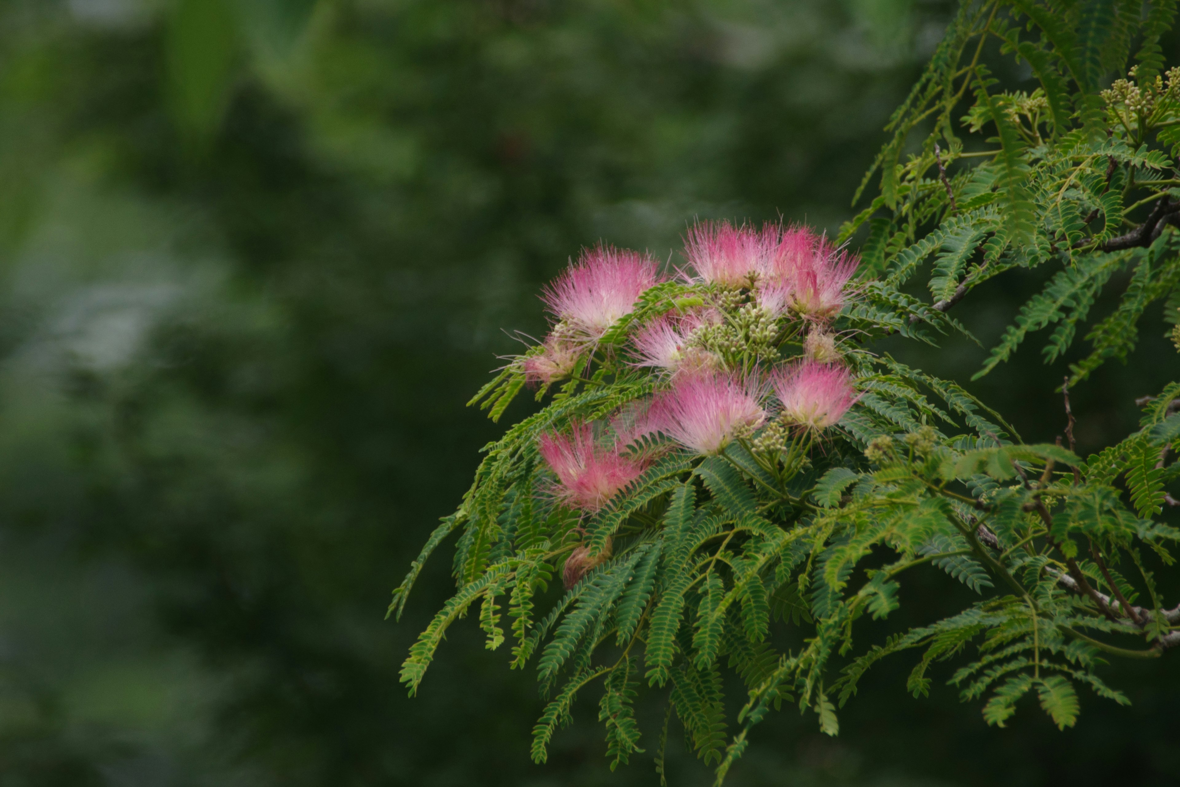 Cabang pohon dengan bunga pink dan daun hijau