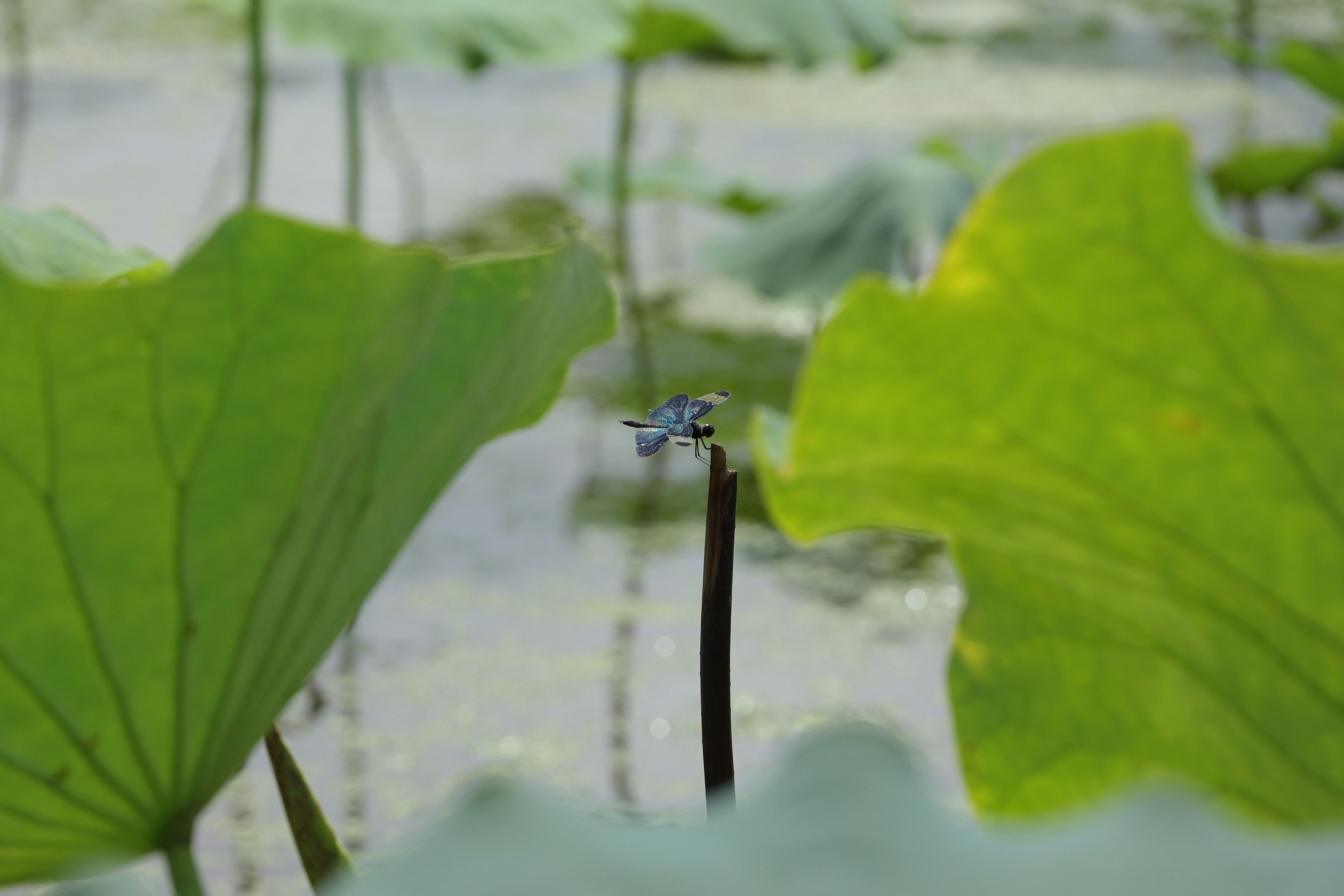 Große Lotusblätter, die auf dem Wasser schwimmen, mit einer kleinen Libelle