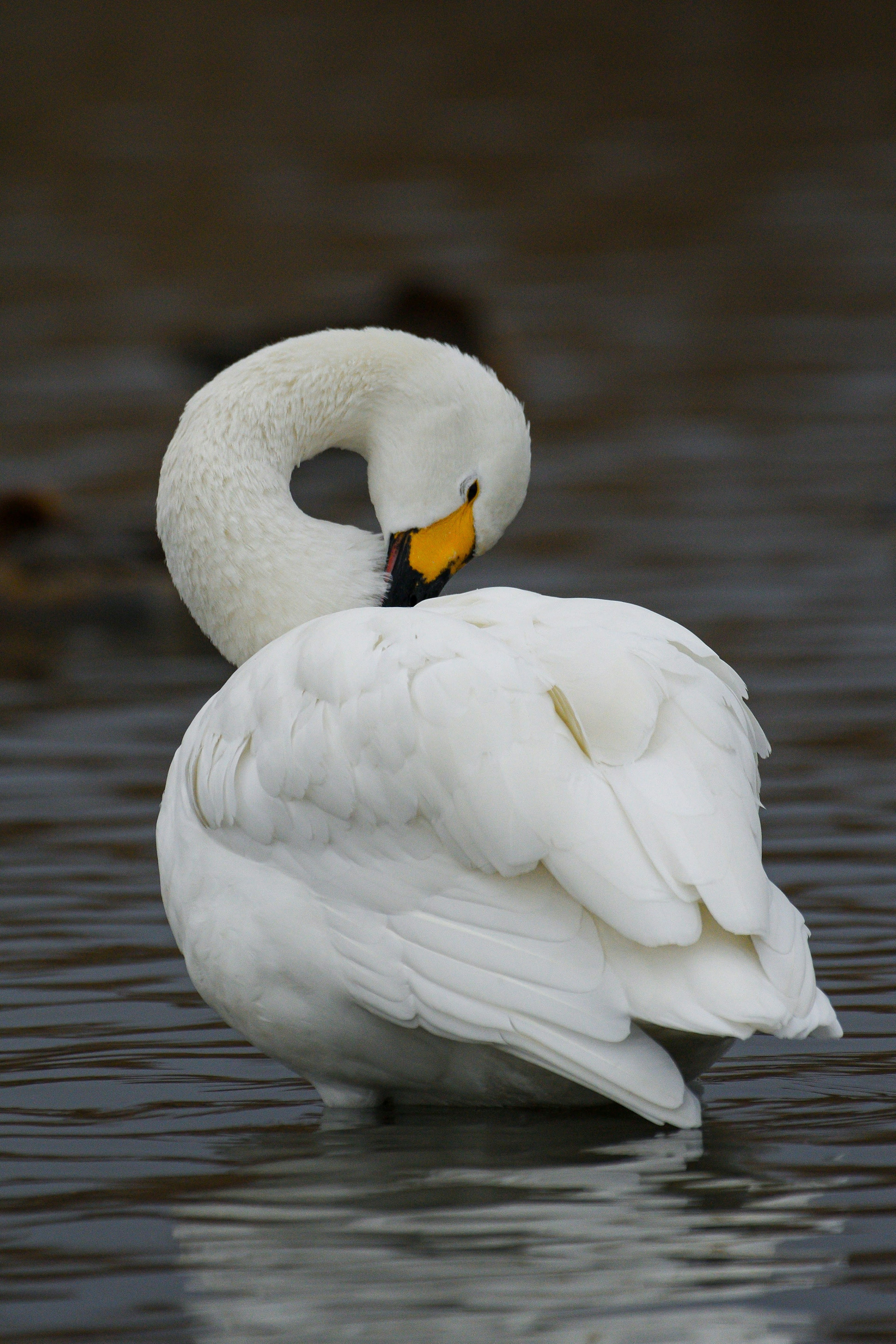 Elegante cigno bianco con collo curvo che galleggia sull'acqua