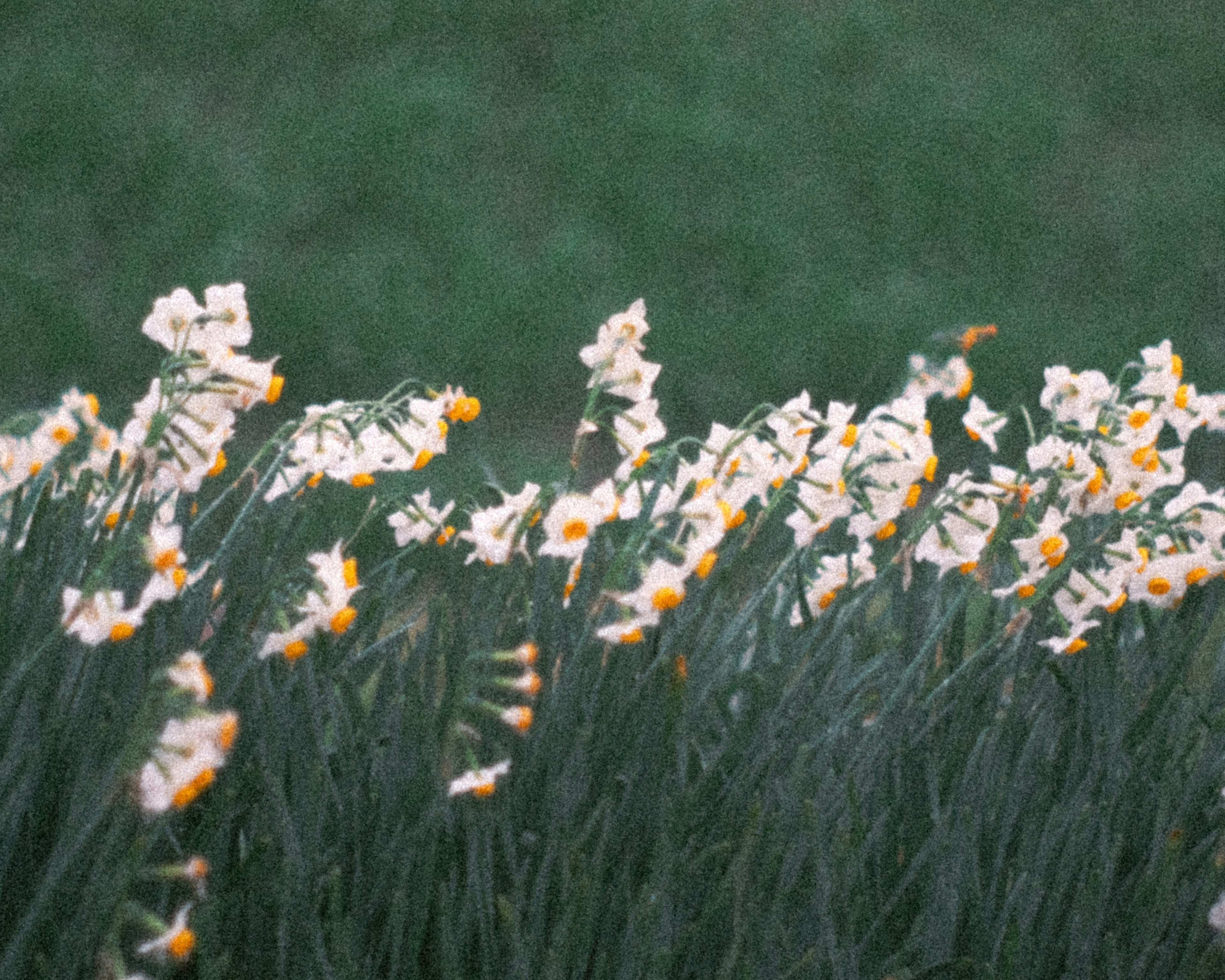 白い水仙の花が風に揺れている緑の草原の景色