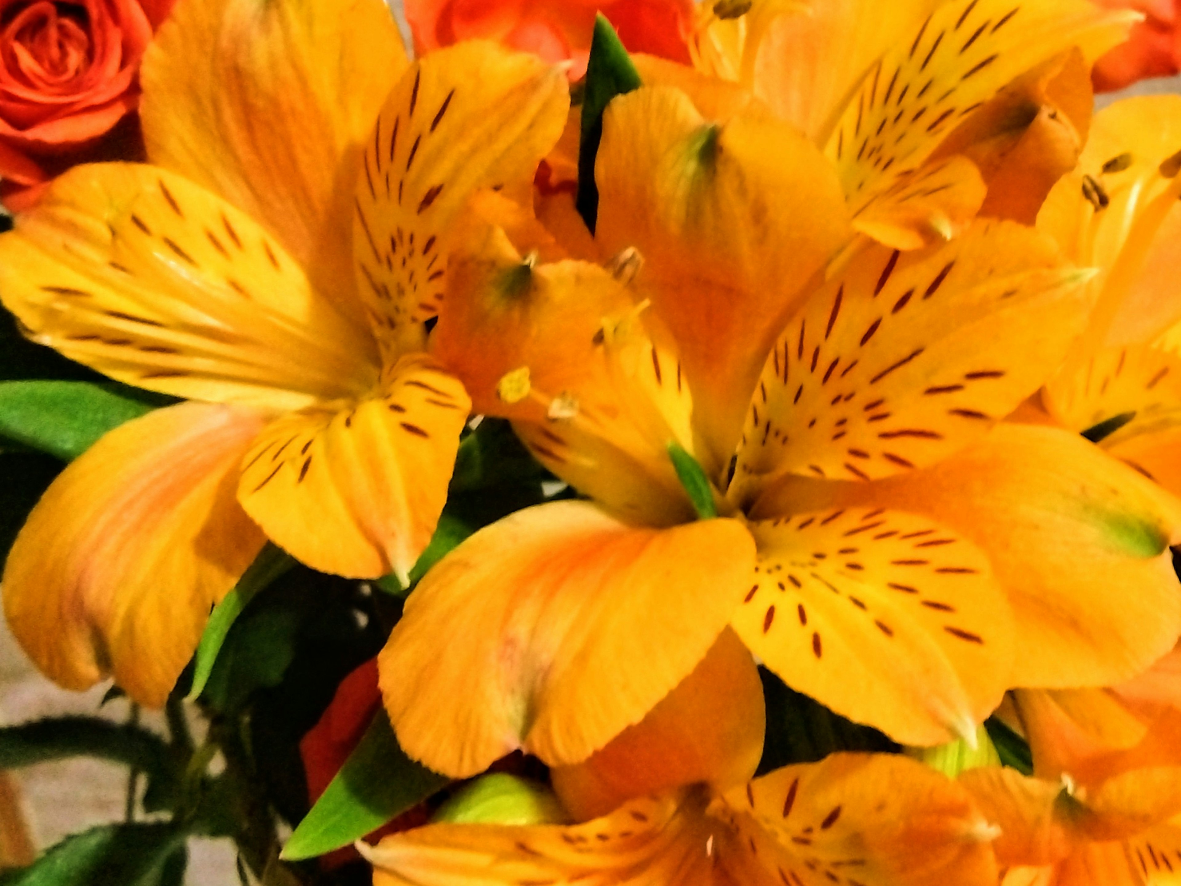 Close-up of a bouquet featuring vibrant orange flowers