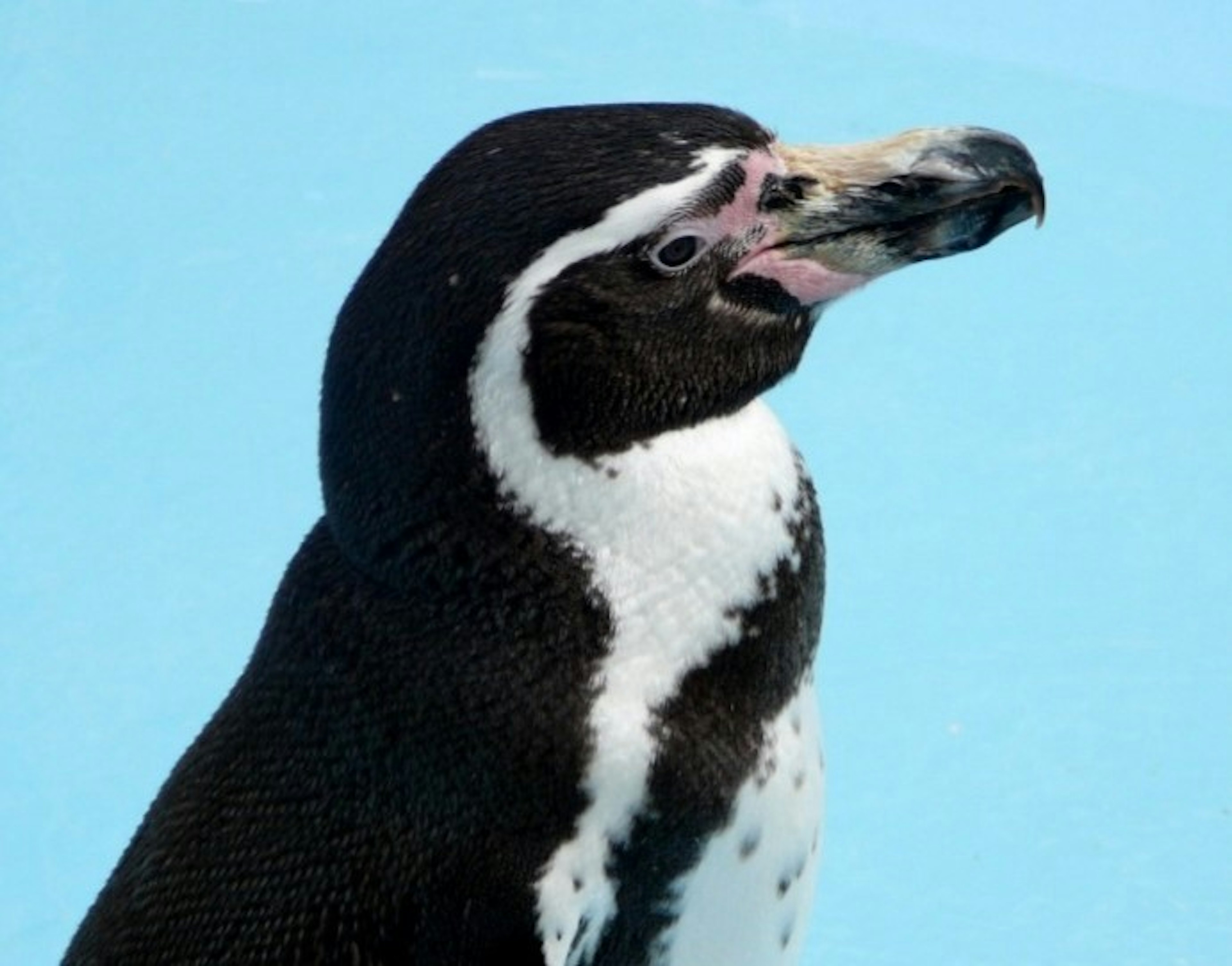 Un pingüino negro y blanco de pie frente a agua azul