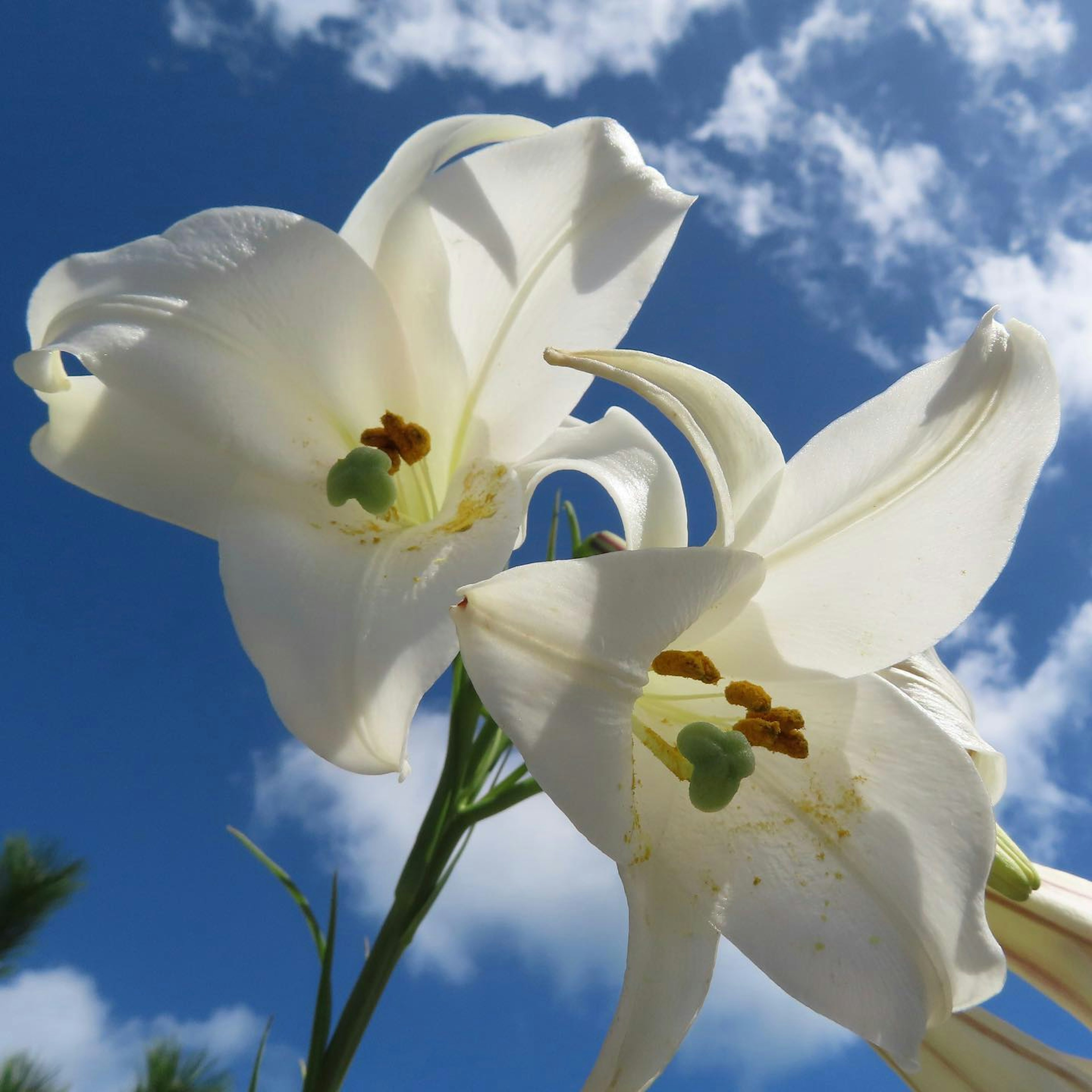 白いユリの花が青空の下で咲いている