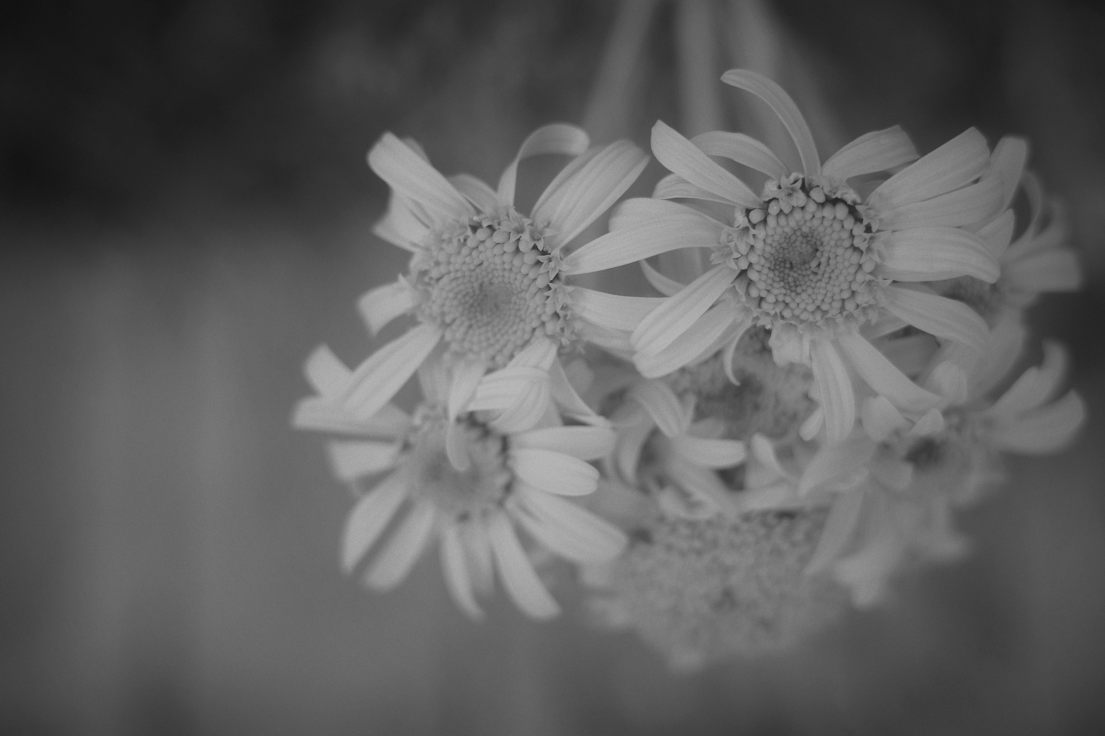 Schwarzweißfoto eines Straußes weißer Blumen mit einem sanften Bokeh-Effekt