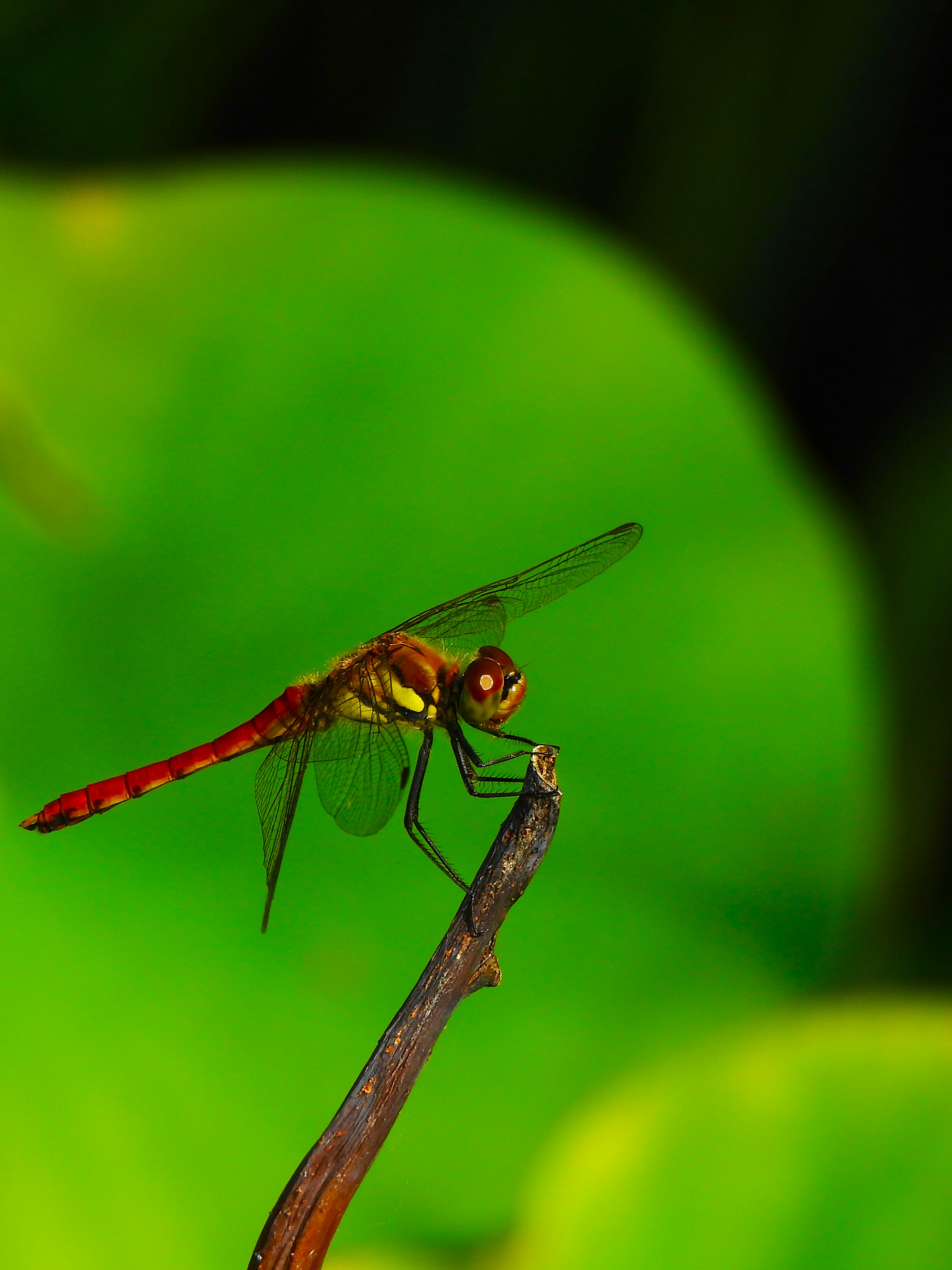 Libellule rouge et jaune posée sur une brindille au-dessus de feuilles vertes