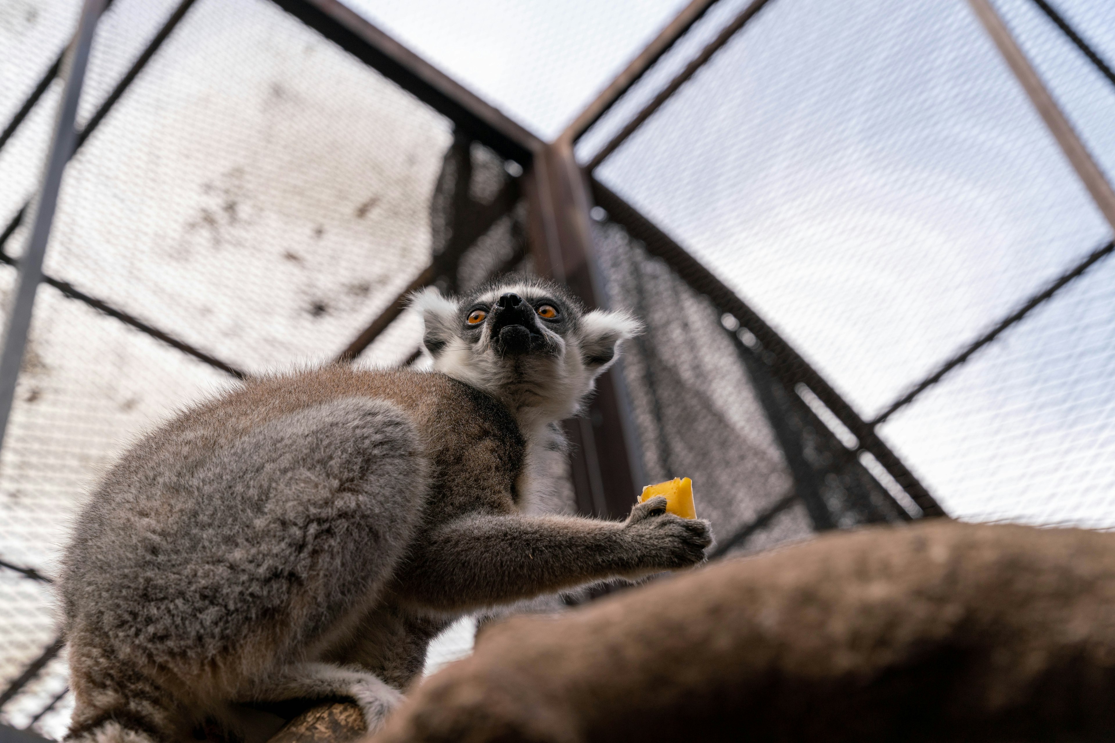 Lemur yang memegang makanan di dalam kandang dengan struktur logam