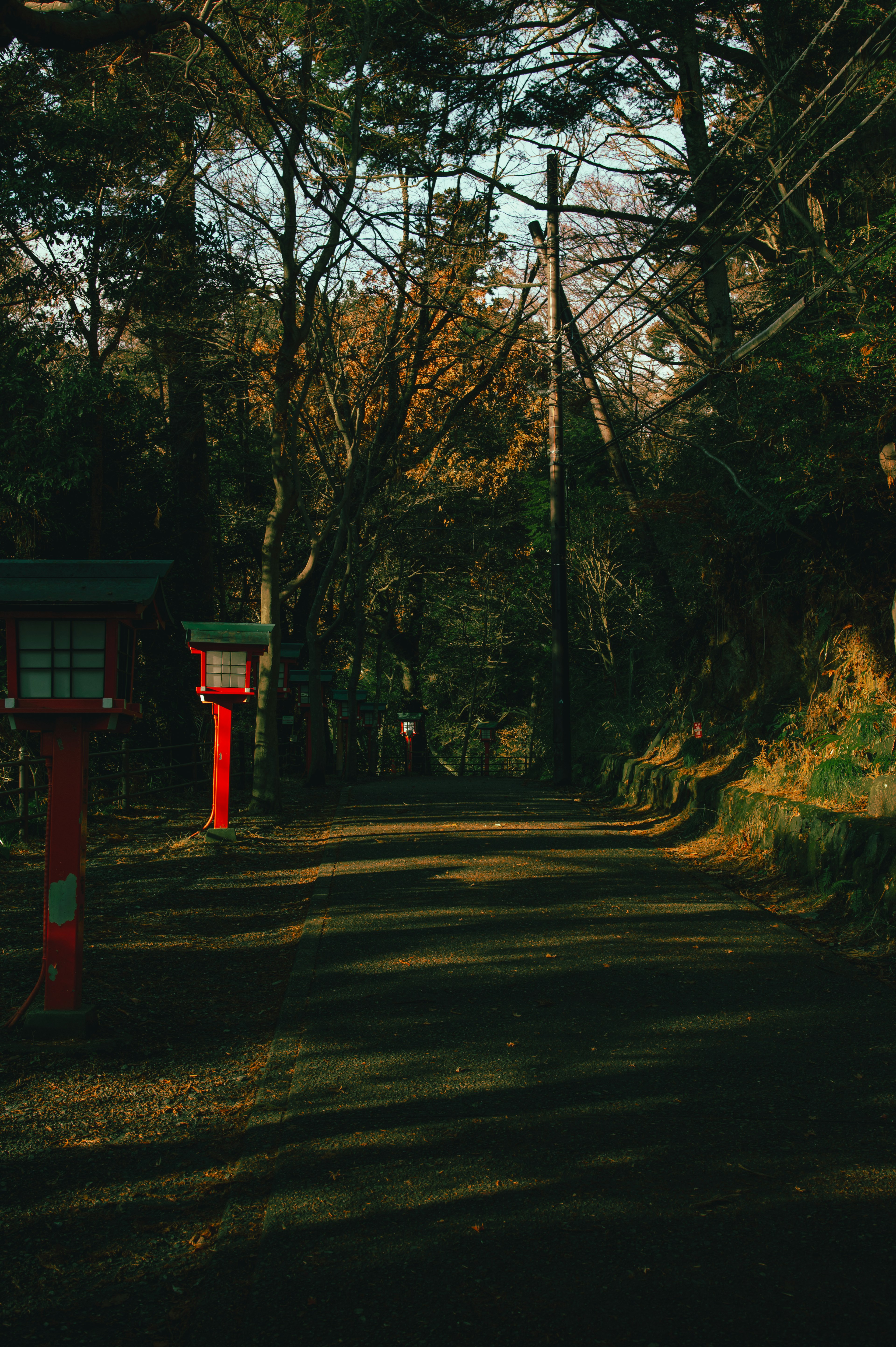 Ein ruhiger Weg umgeben von grünen Bäumen mit roten Torii-Toren